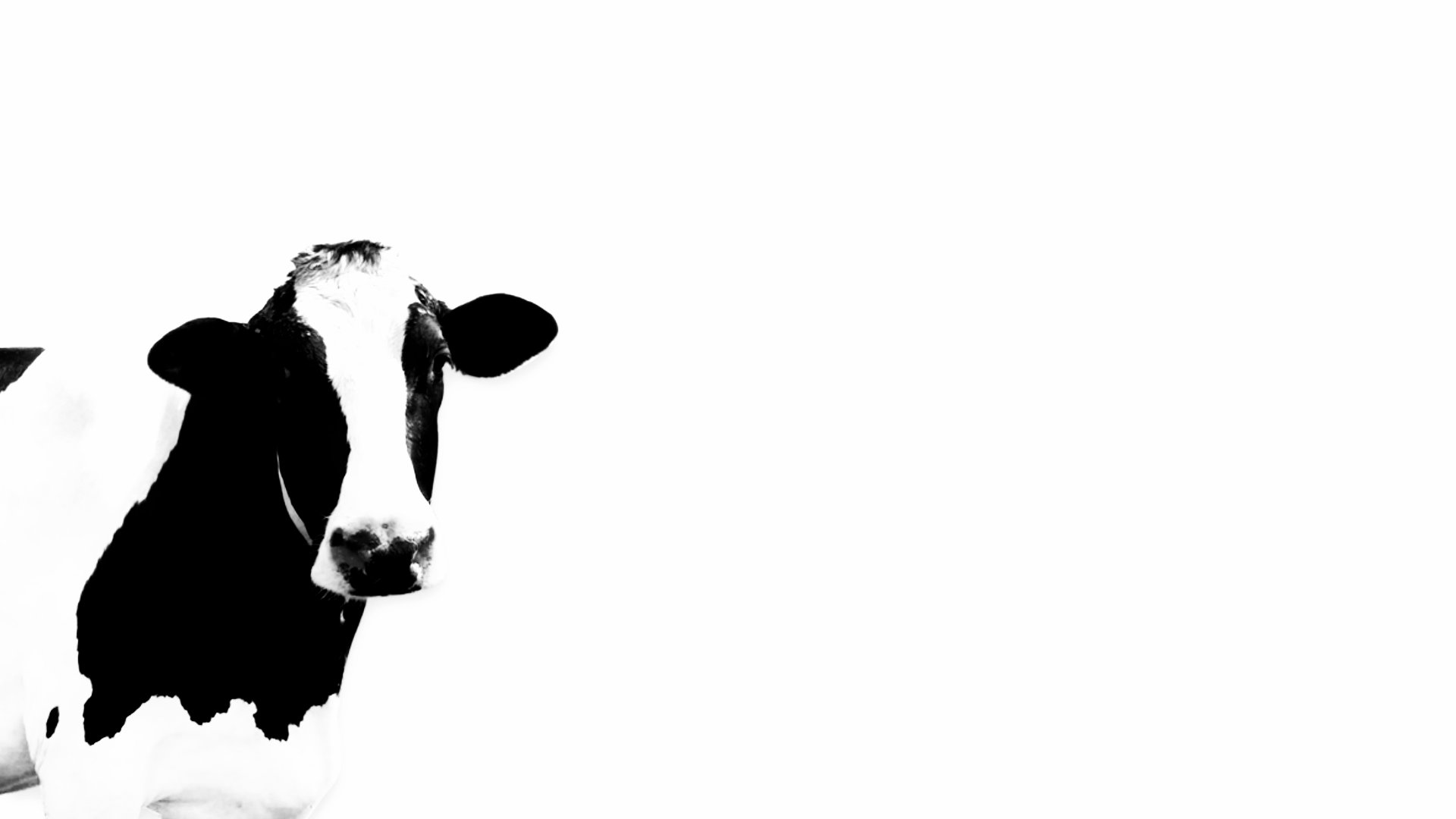 Téléchargez des papiers peints mobile Animaux, Vache, Noir & Blanc gratuitement.