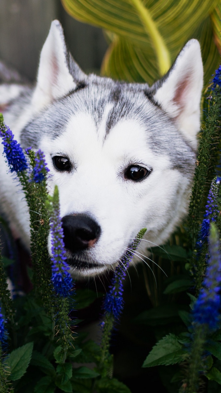 Download mobile wallpaper Dogs, Flower, Dog, Muzzle, Animal, Puppy, Garden, Husky, Baby Animal, Blue Flower for free.