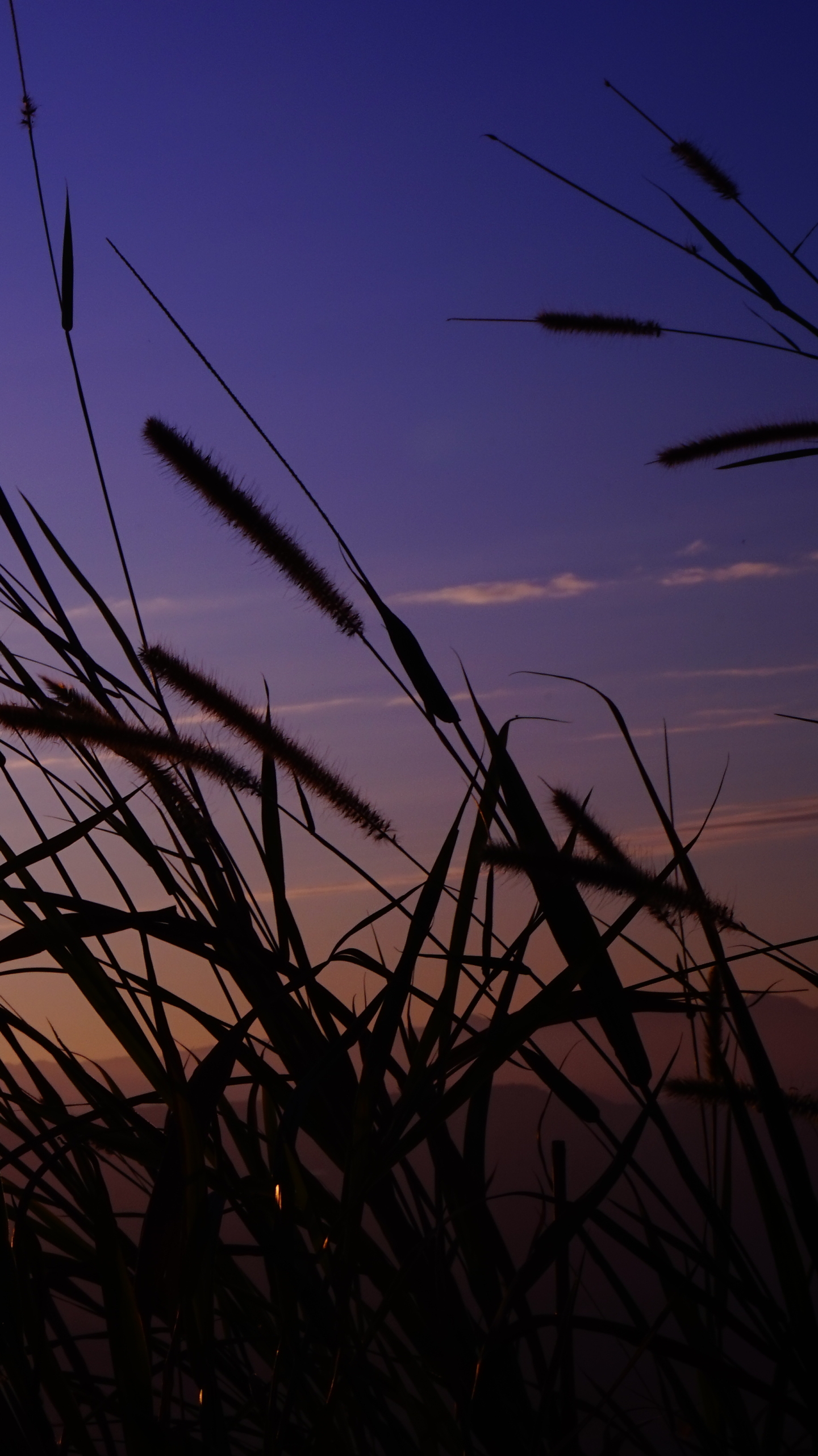 Handy-Wallpaper Gras, Erde/natur kostenlos herunterladen.