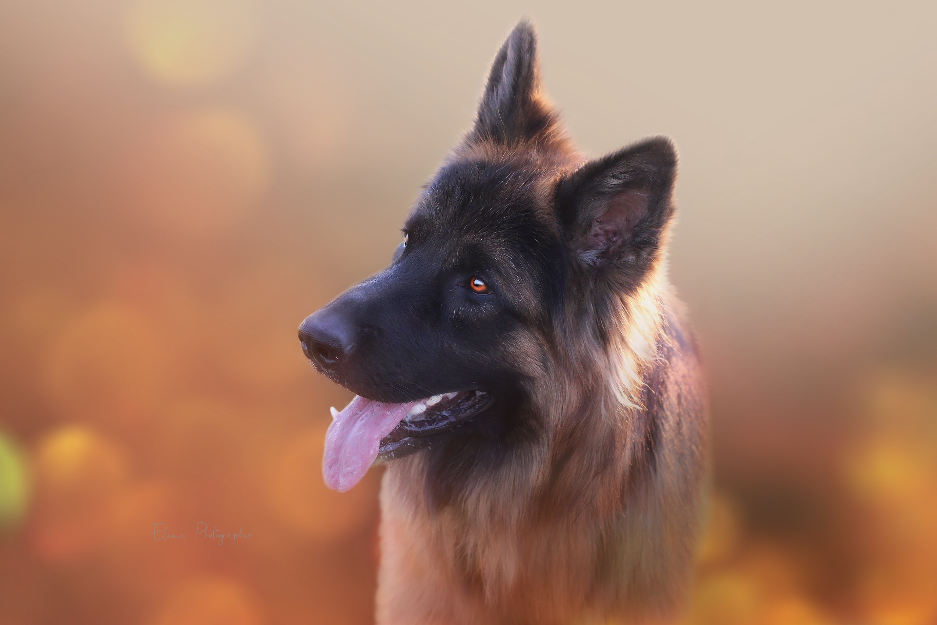 Download mobile wallpaper Dogs, Dog, Animal, German Shepherd for free.