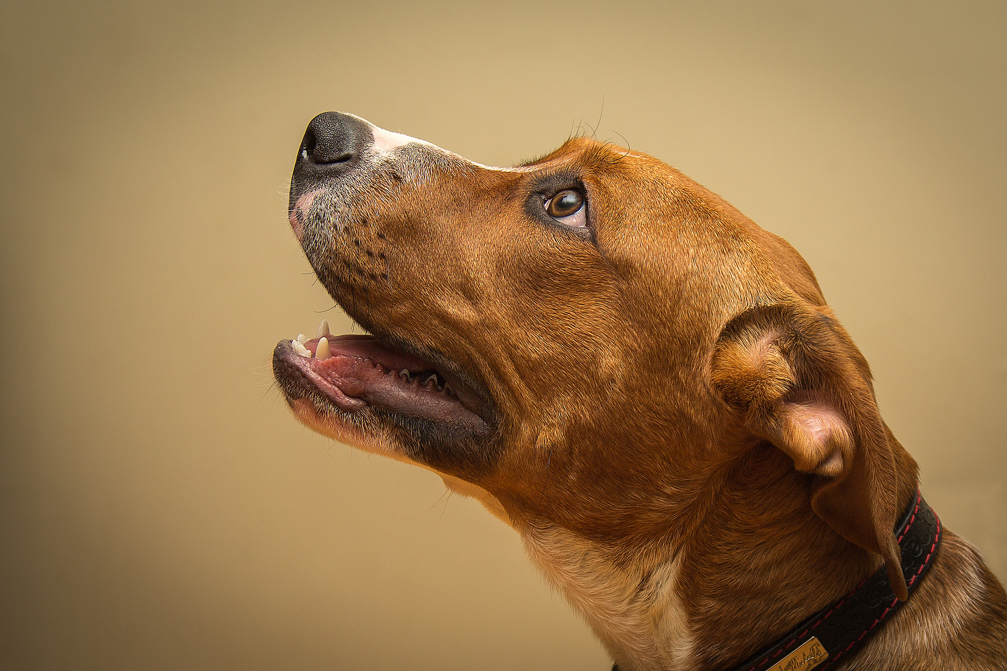 Free download wallpaper Dogs, Dog, Animal on your PC desktop