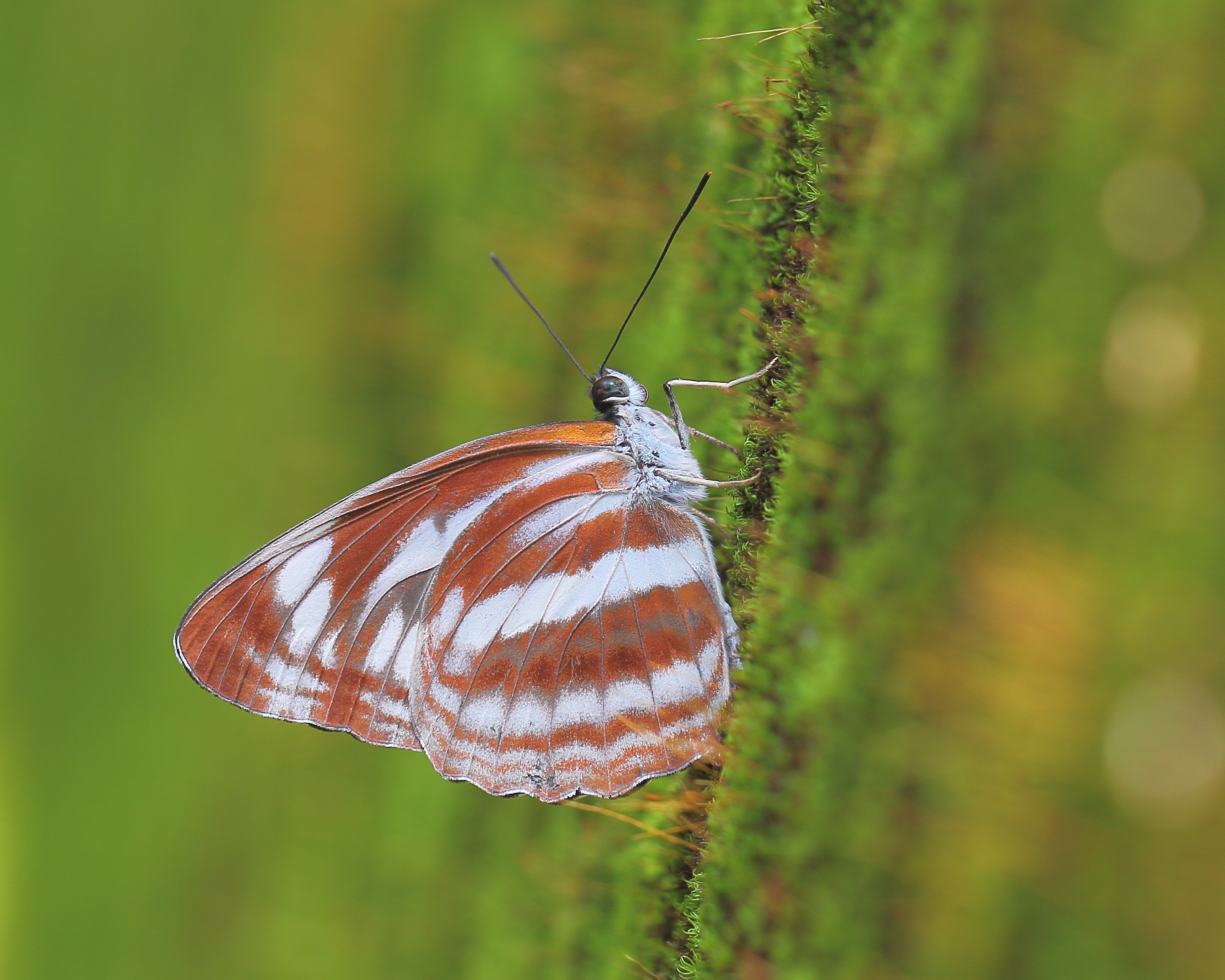 Download mobile wallpaper Butterfly, Animal for free.