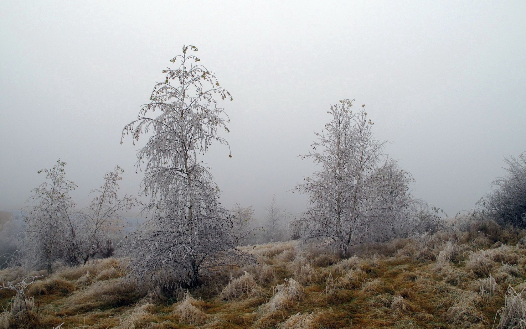 nature, trees, grass, fog, frost, hoarfrost, october