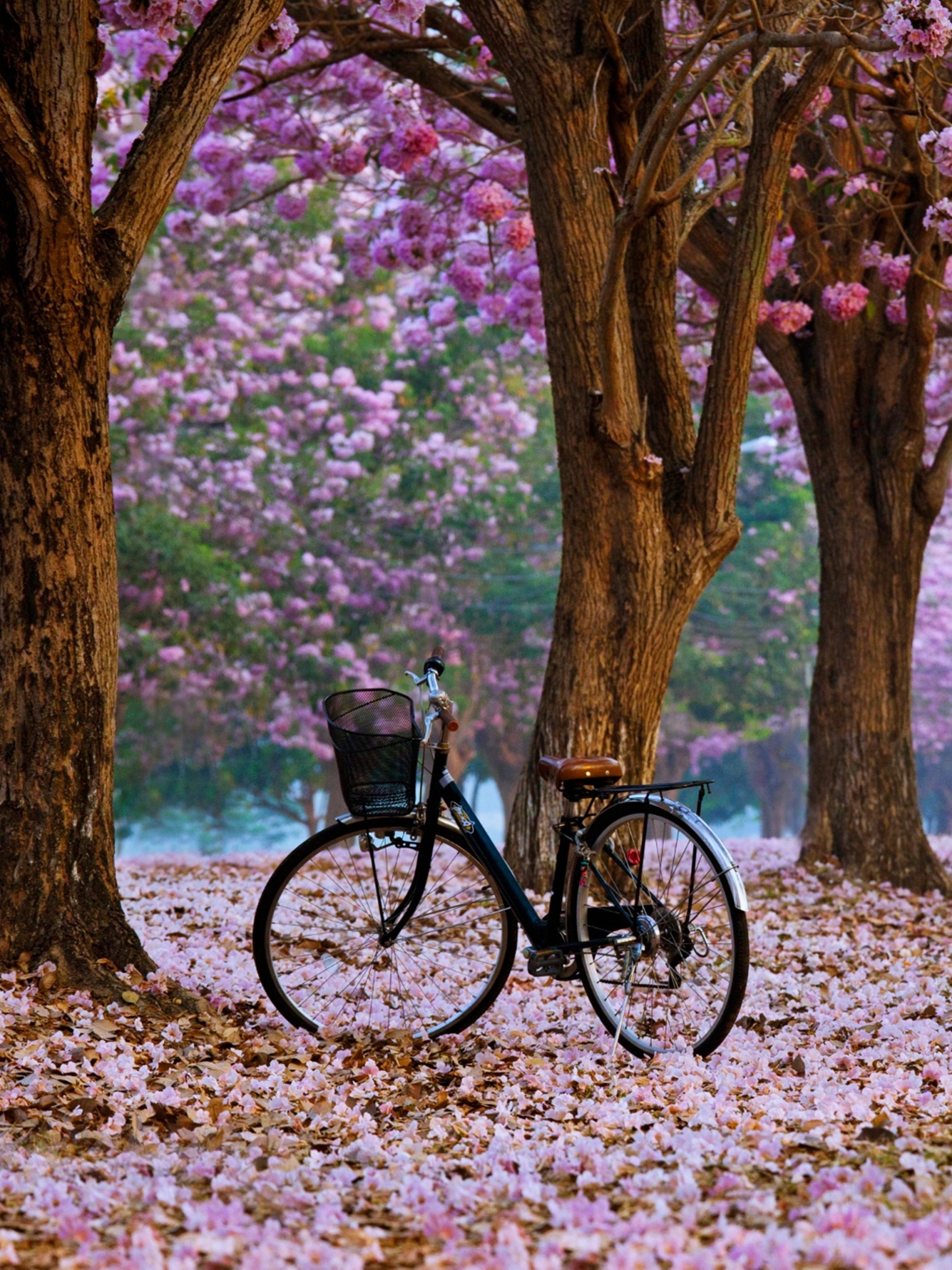Download mobile wallpaper Nature, Flower, Park, Spring, Bicycle, Vehicles for free.