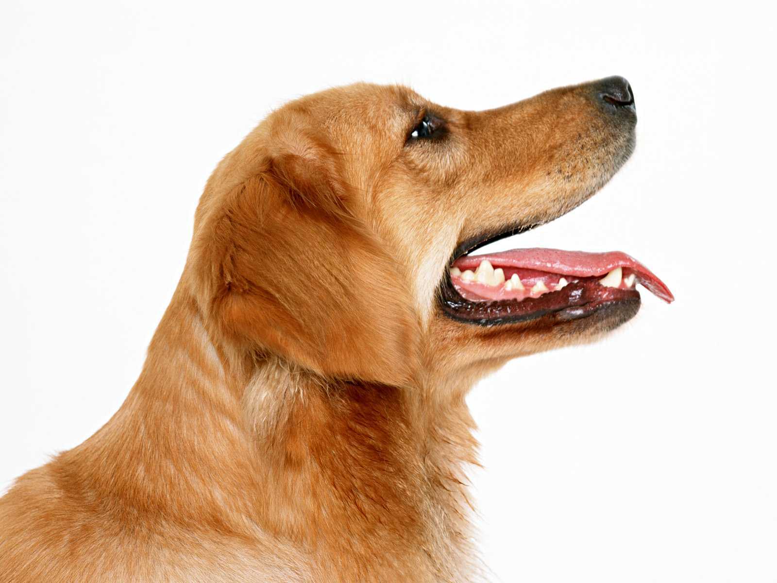 Baixe gratuitamente a imagem Animais, Cães, Cão, Golden Retriever na área de trabalho do seu PC