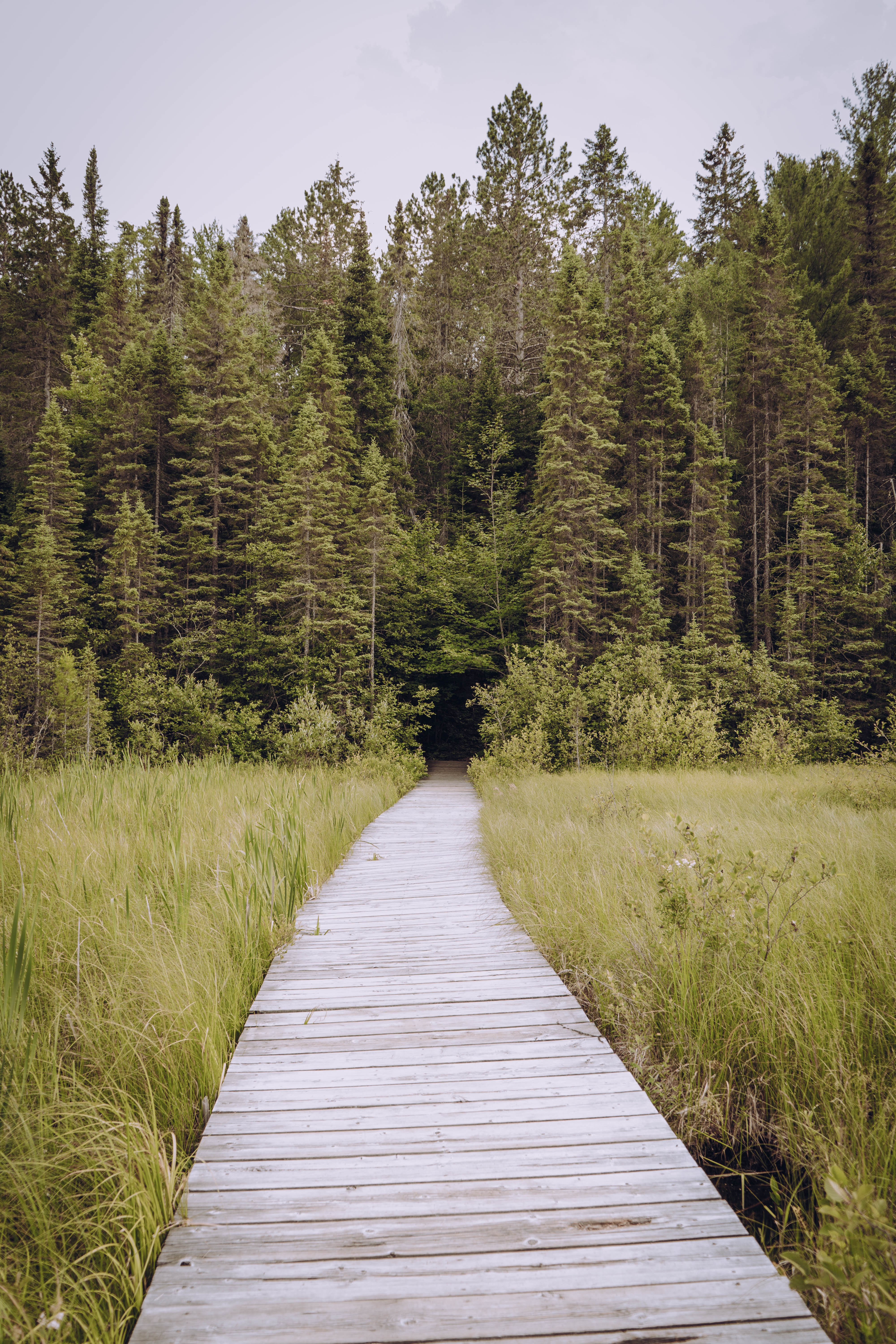 Download mobile wallpaper Fir, Spruce, Trees, Grass, Path, Nature for free.