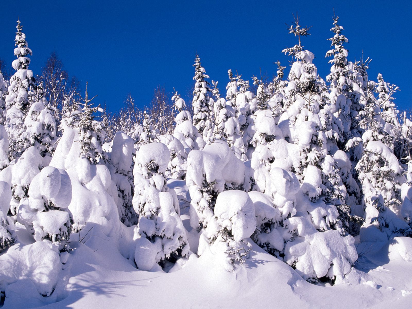Descarga gratis la imagen Nieve, Invierno, Árbol, Tierra/naturaleza en el escritorio de tu PC