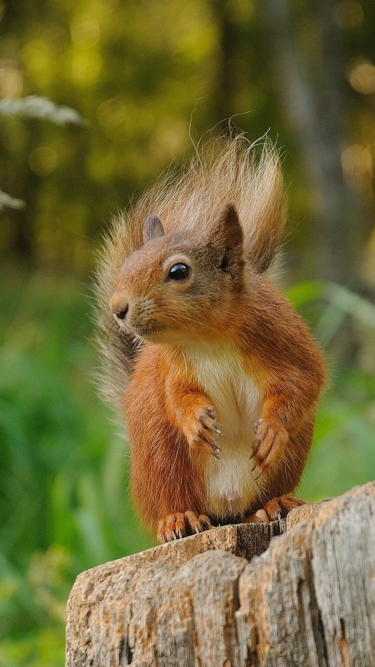 Téléchargez des papiers peints mobile Animaux, Ecureuil gratuitement.