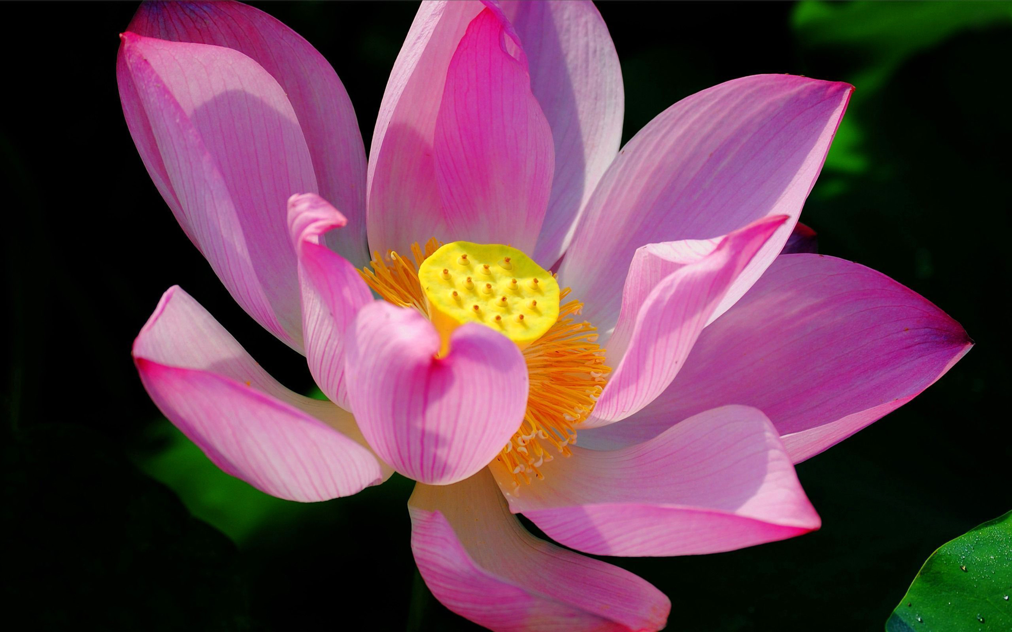 Download mobile wallpaper Lotus, Flower, Earth for free.