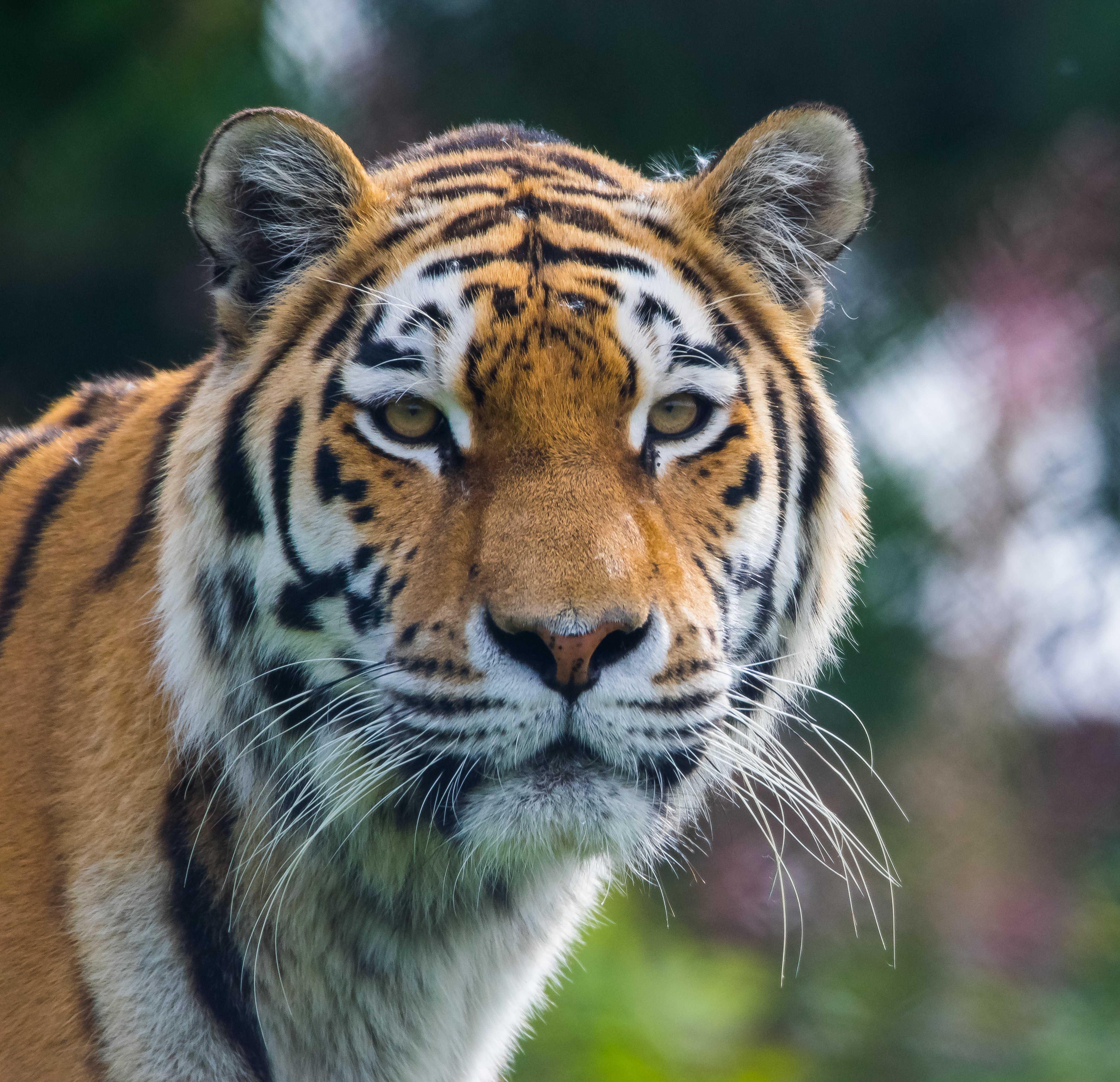 Free download wallpaper Animals, Animal, Big Cat, Tiger, Predator on your PC desktop