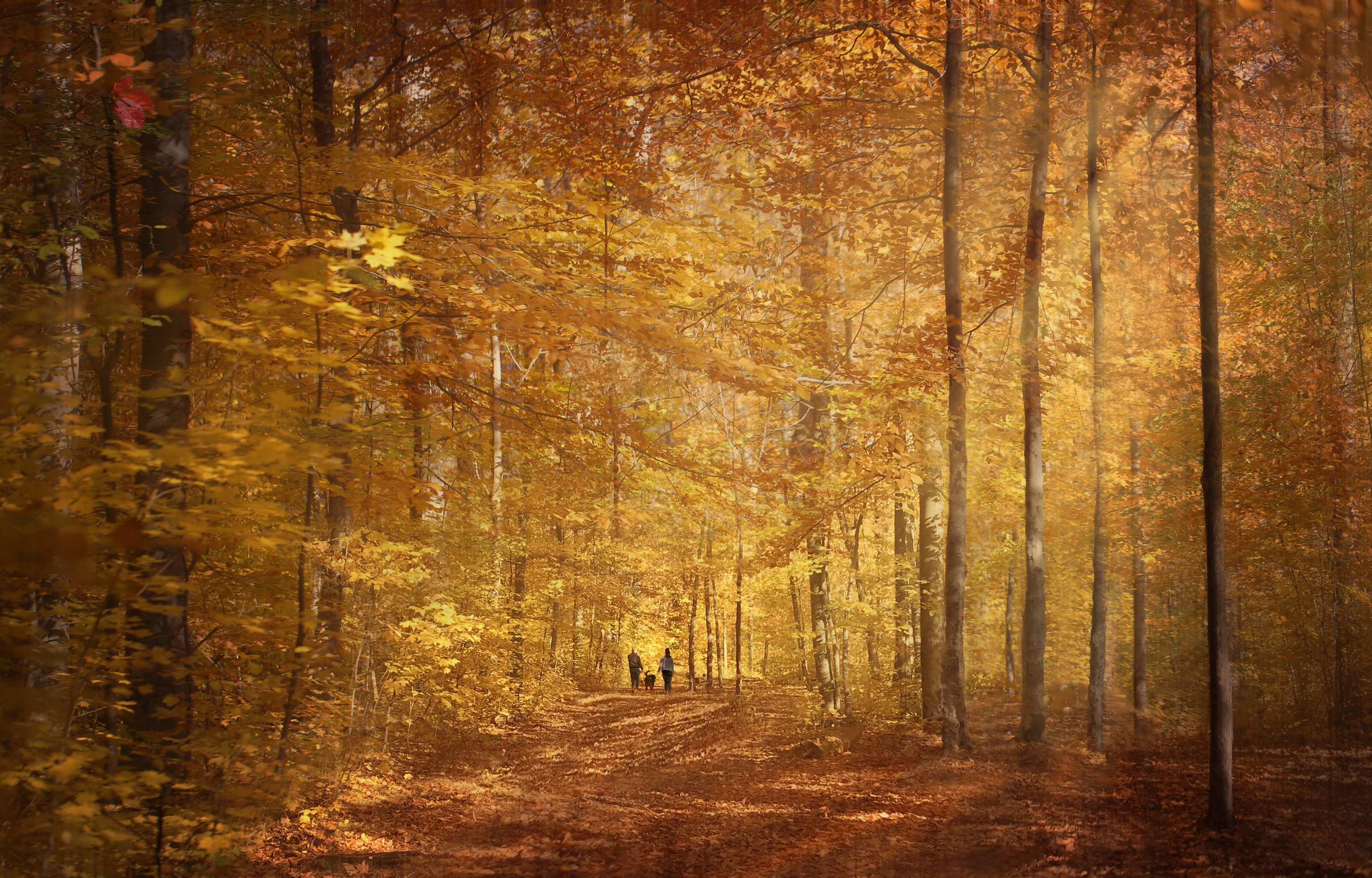 Handy-Wallpaper Menschen, Herbst, Wald, Fotografie kostenlos herunterladen.
