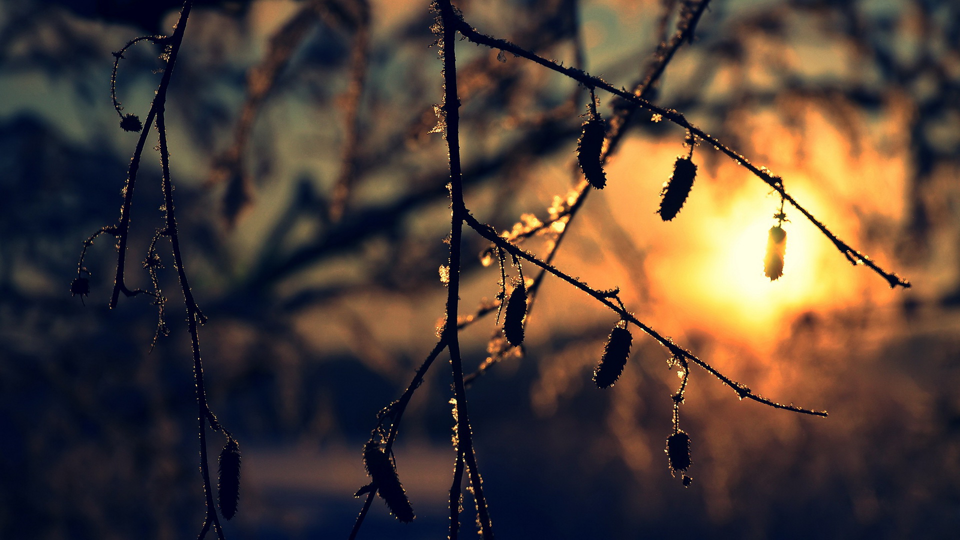 Laden Sie das Ast, Erde/natur-Bild kostenlos auf Ihren PC-Desktop herunter