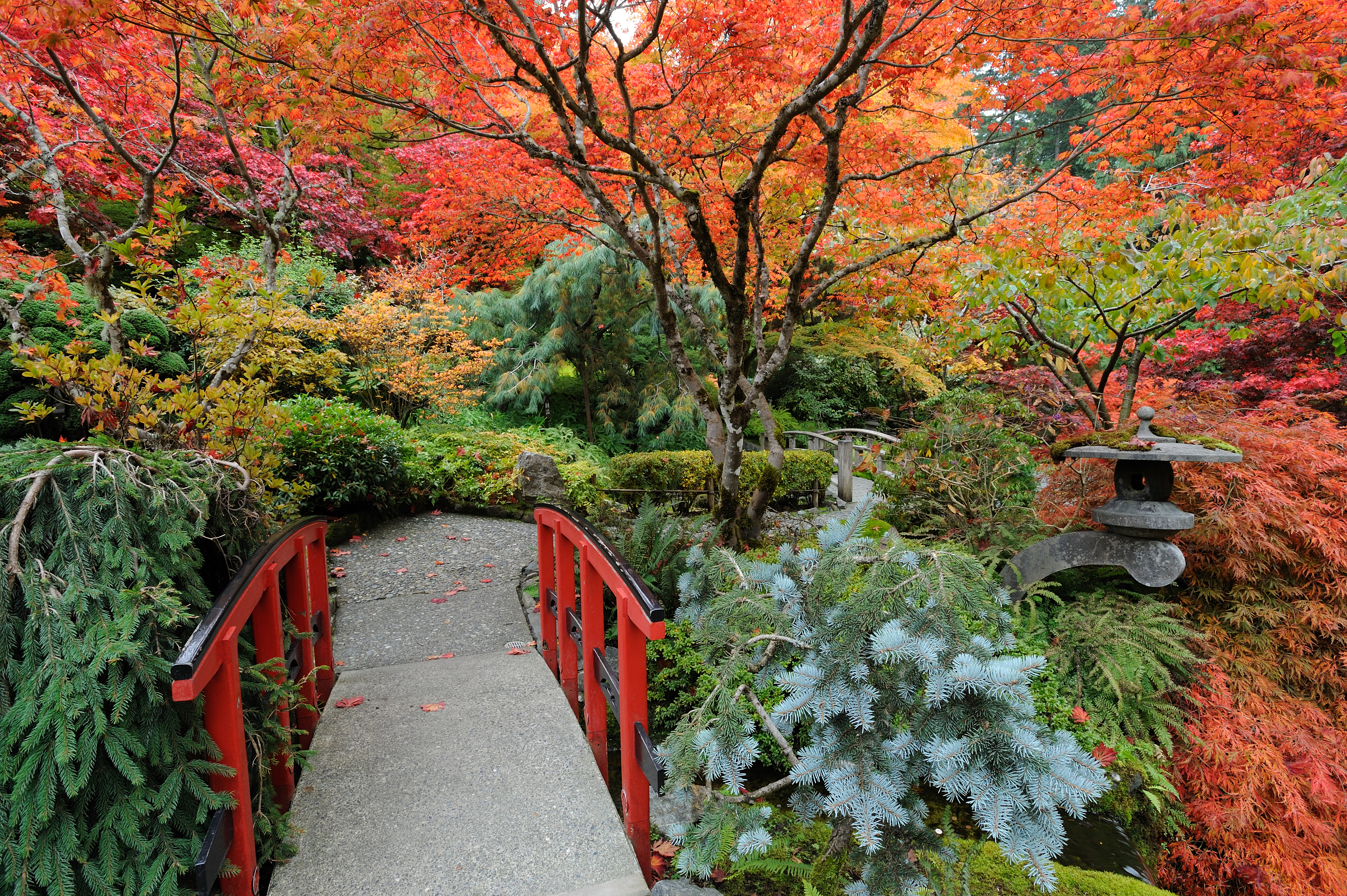 Laden Sie das Herbst, Baum, Busch, Pfad, Garten, Menschengemacht, Japanischer Garten-Bild kostenlos auf Ihren PC-Desktop herunter