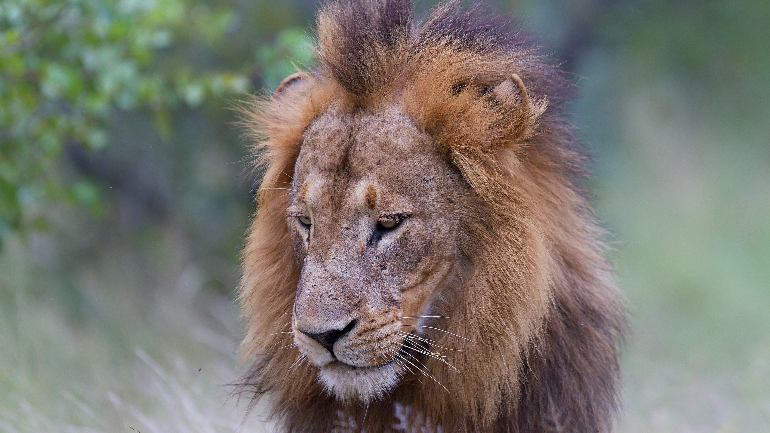 Téléchargez gratuitement l'image Animaux, Chats, Lion sur le bureau de votre PC