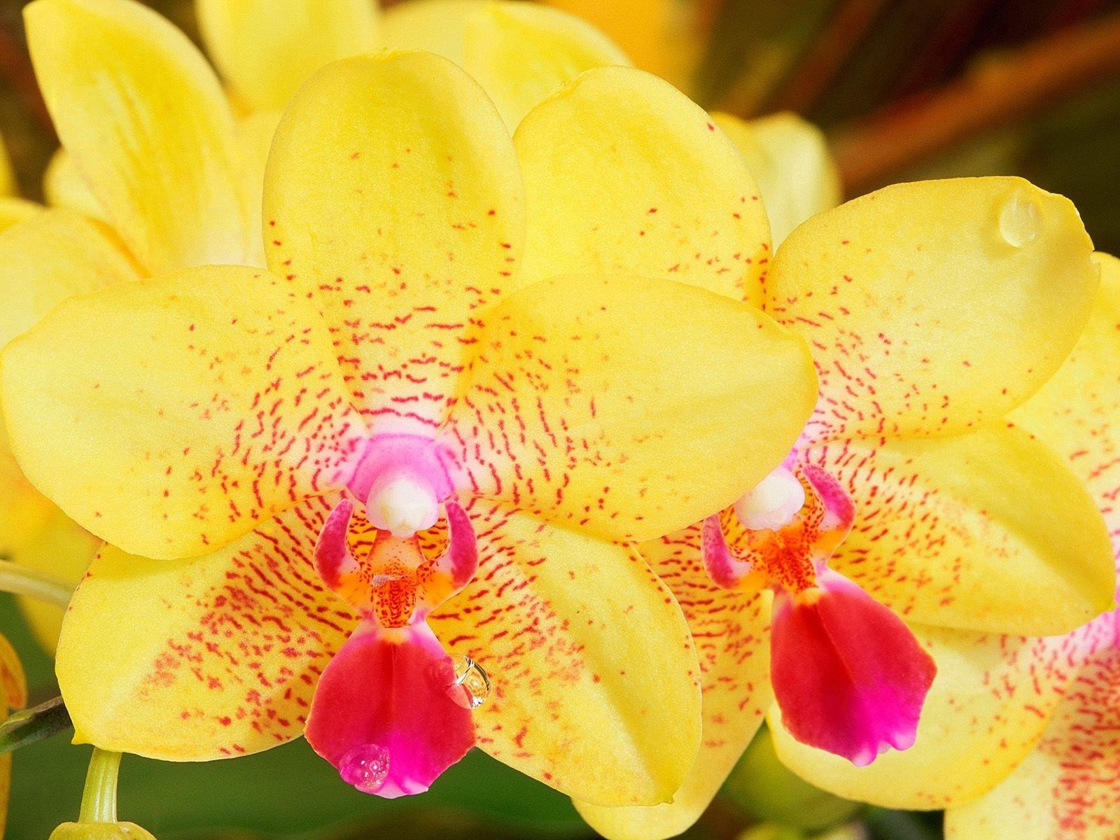 Téléchargez gratuitement l'image Rayures, Fleur, Stries, Macro, Orchidée sur le bureau de votre PC