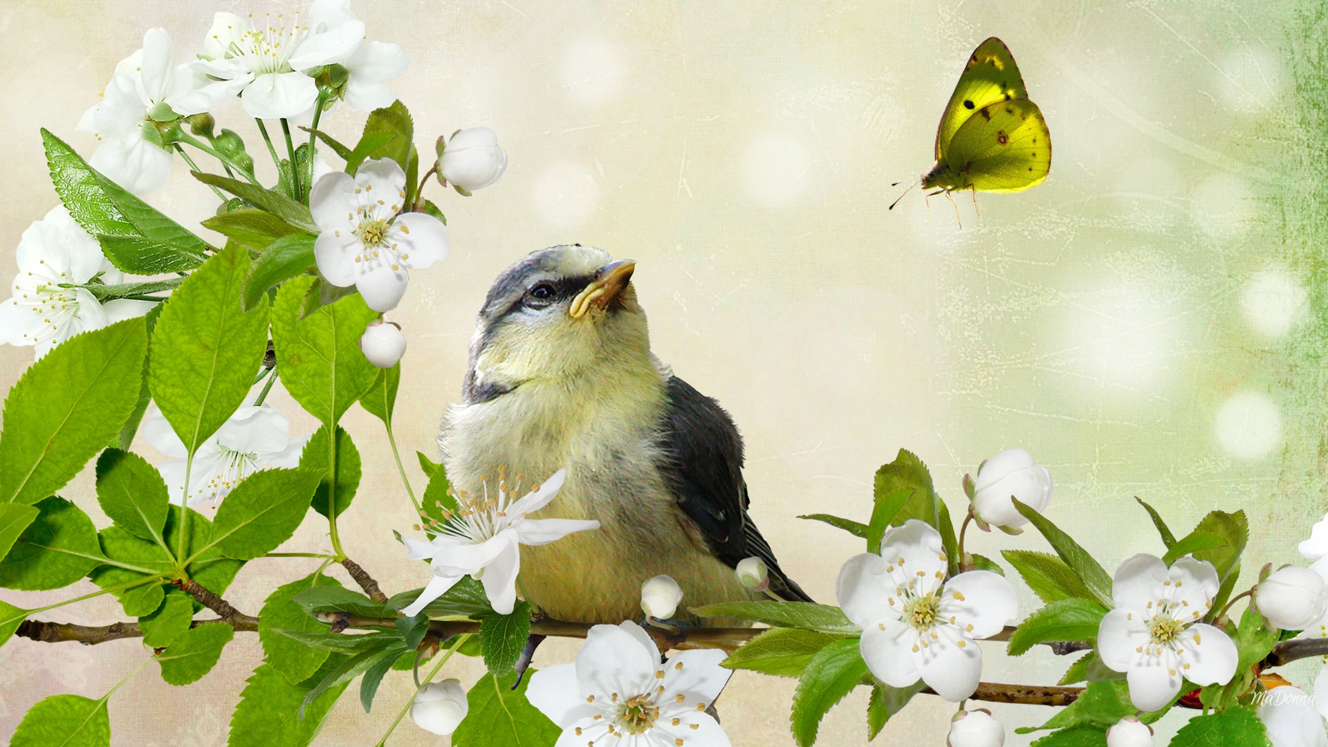 Téléchargez des papiers peints mobile Oiseau, Des Oiseaux, Animaux gratuitement.