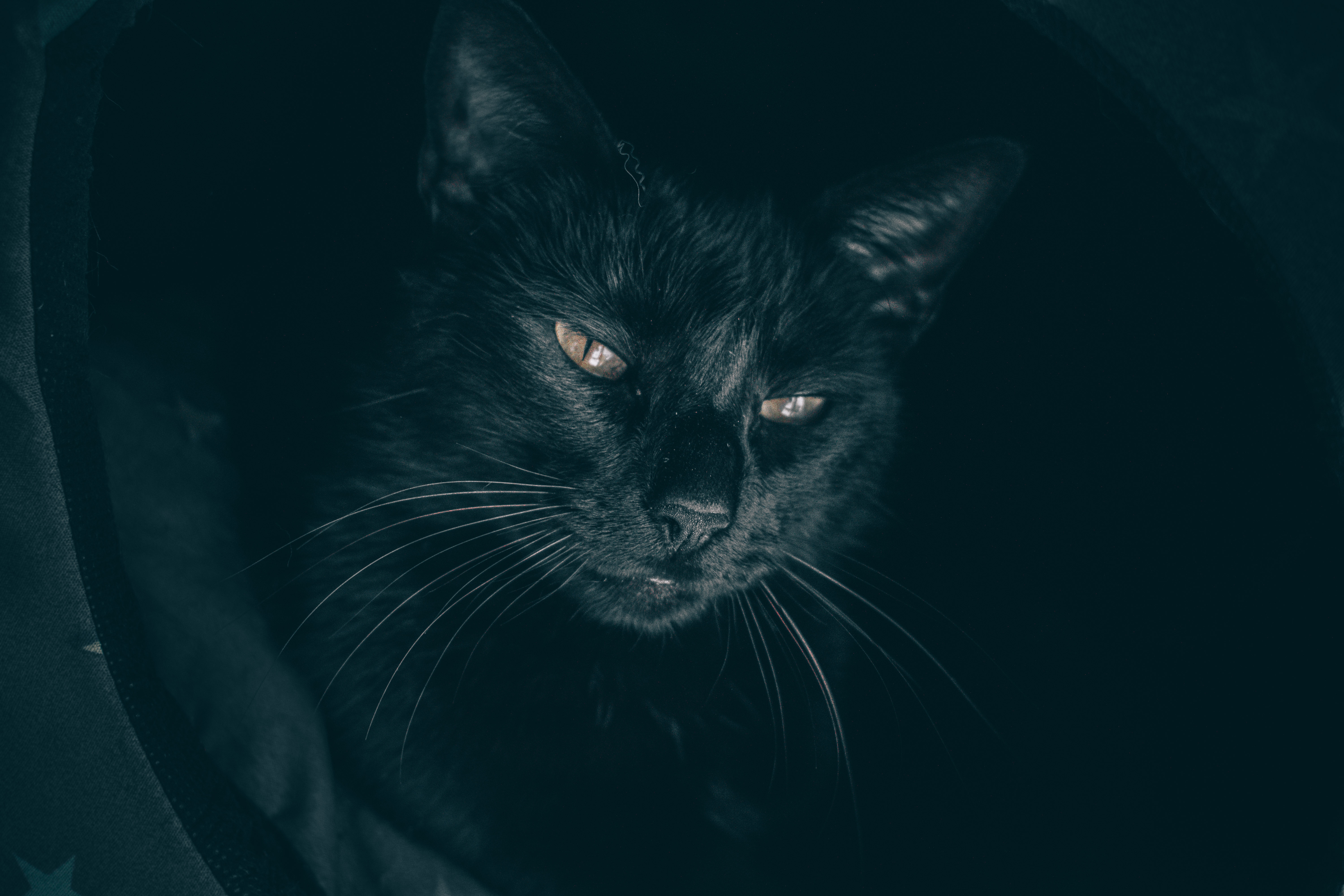 135397 завантажити шпалери кішка, заява, чорний, кіт, морда, погляд, сонний - заставки і картинки безкоштовно