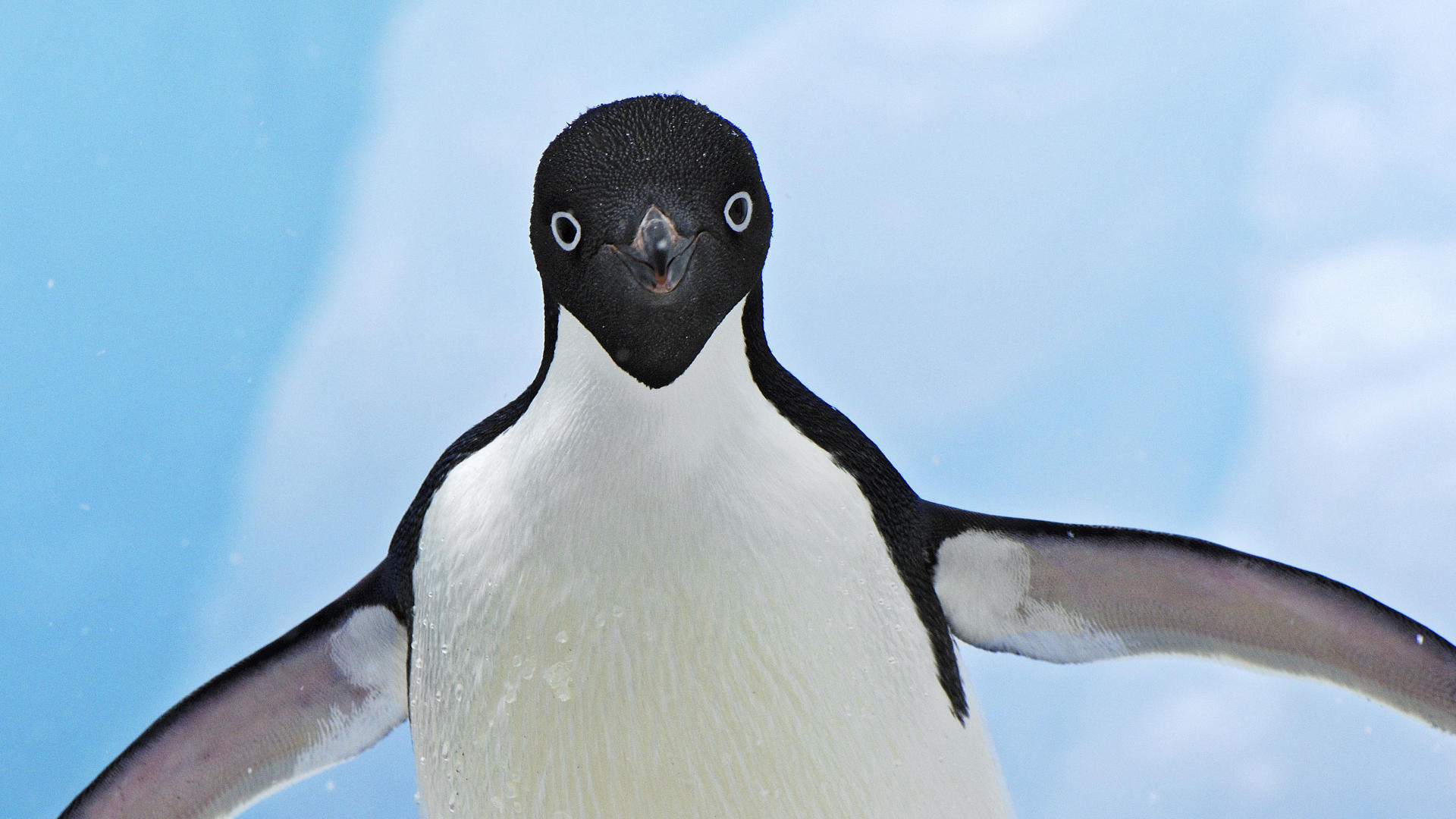 Baixar papel de parede para celular de Pinguim, Aves, Animais gratuito.