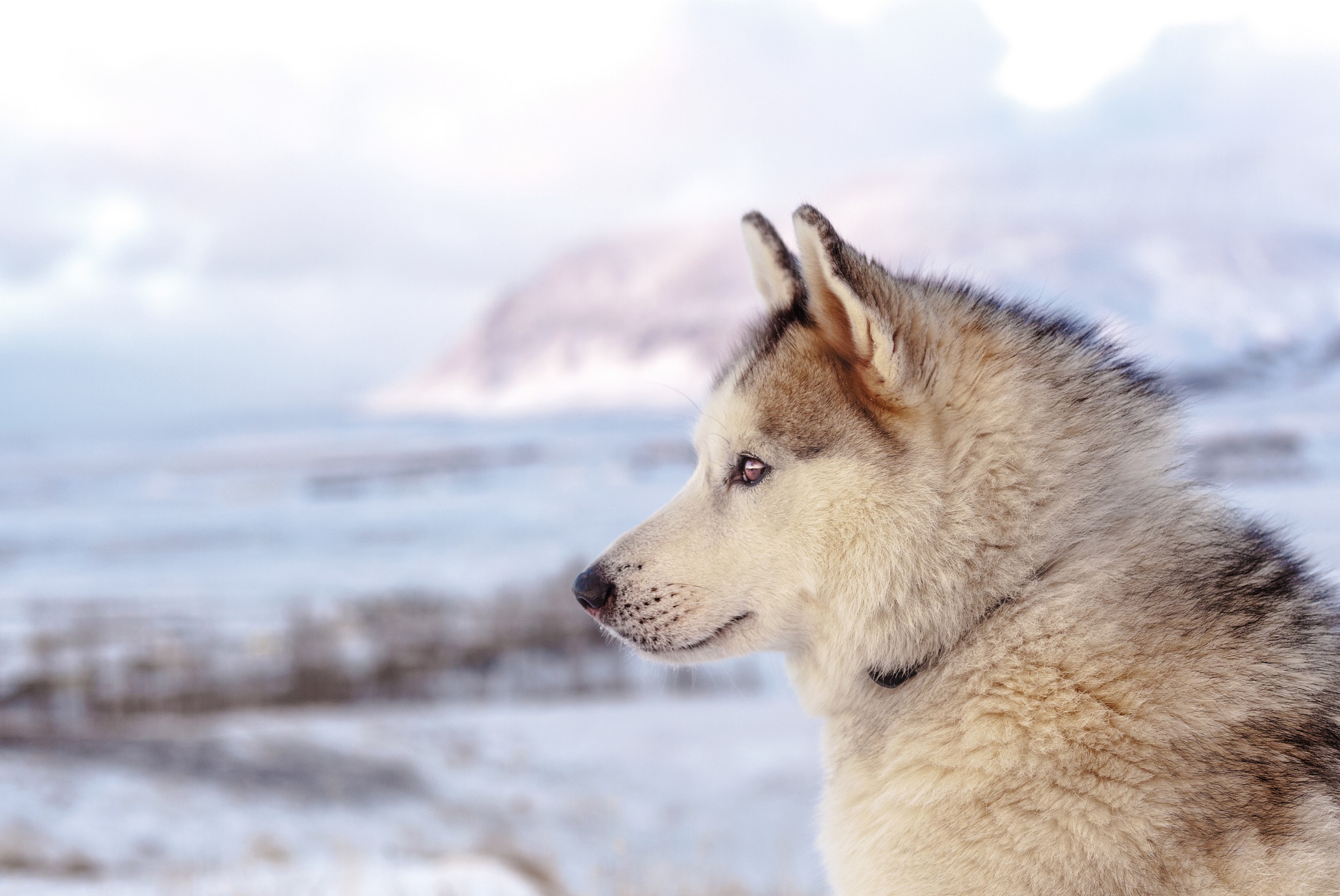 Download mobile wallpaper Dogs, Dog, Animal, Husky, Depth Of Field for free.