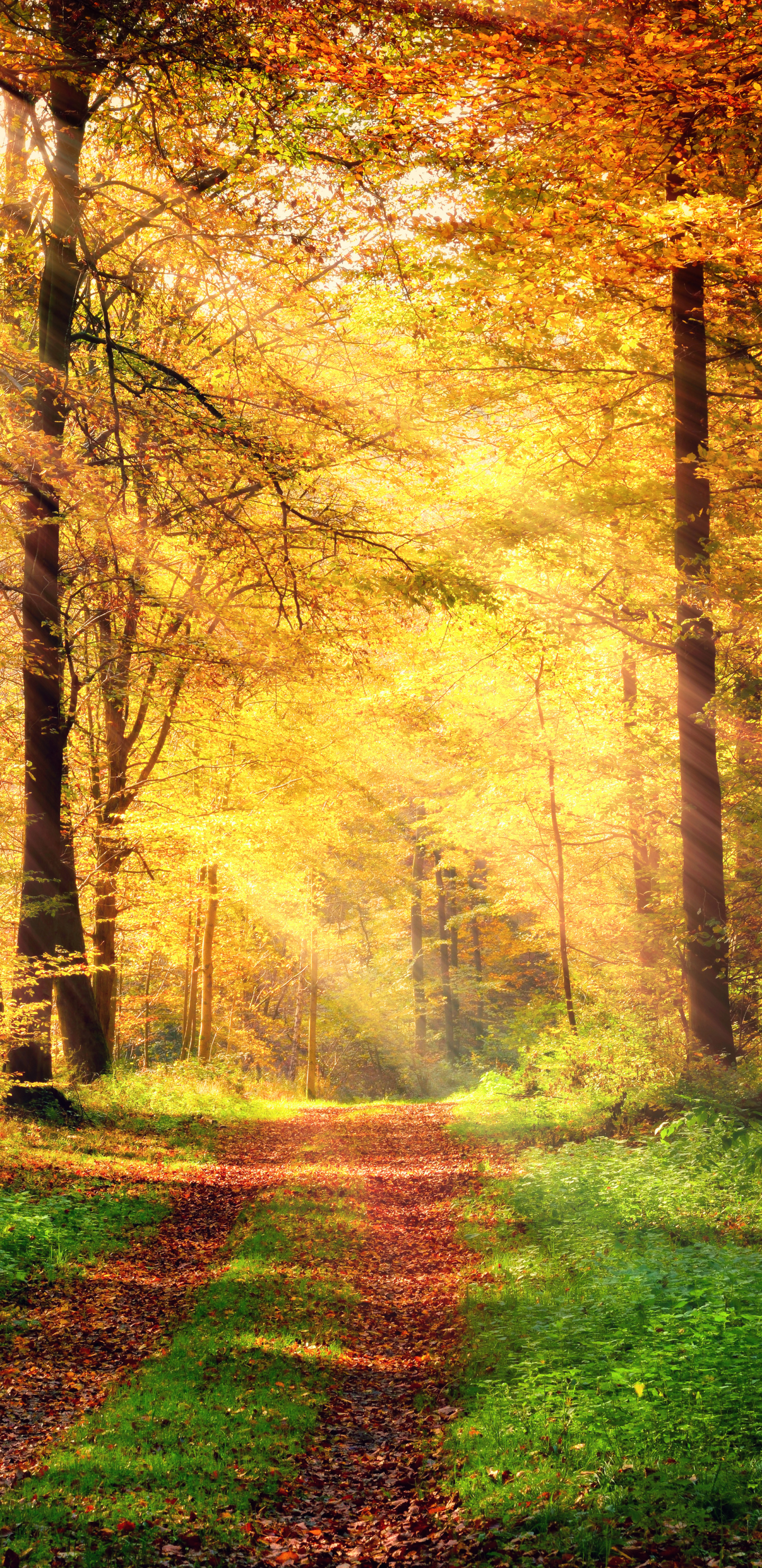 Download mobile wallpaper Forest, Fall, Photography, Sunbeam, Sunbean for free.