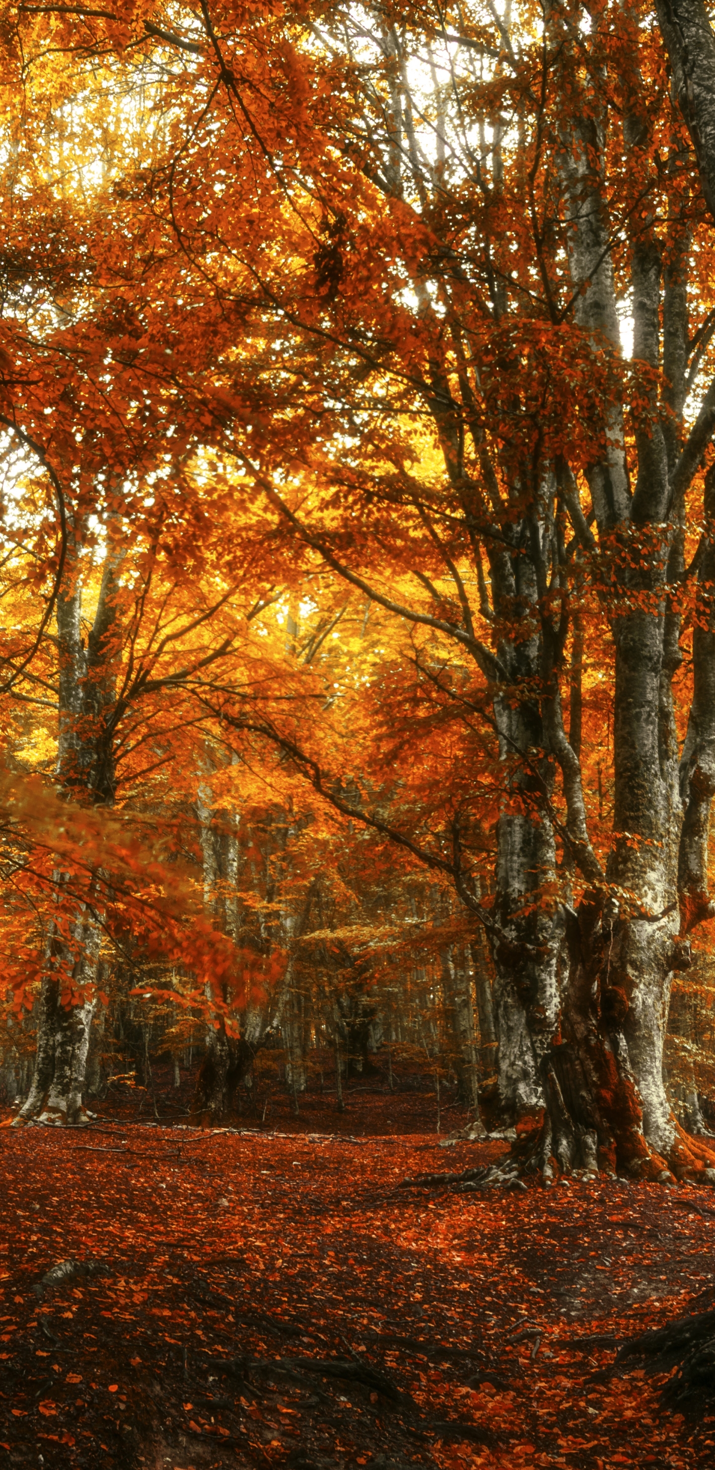 Handy-Wallpaper Natur, Herbst, Wald, Erde/natur kostenlos herunterladen.