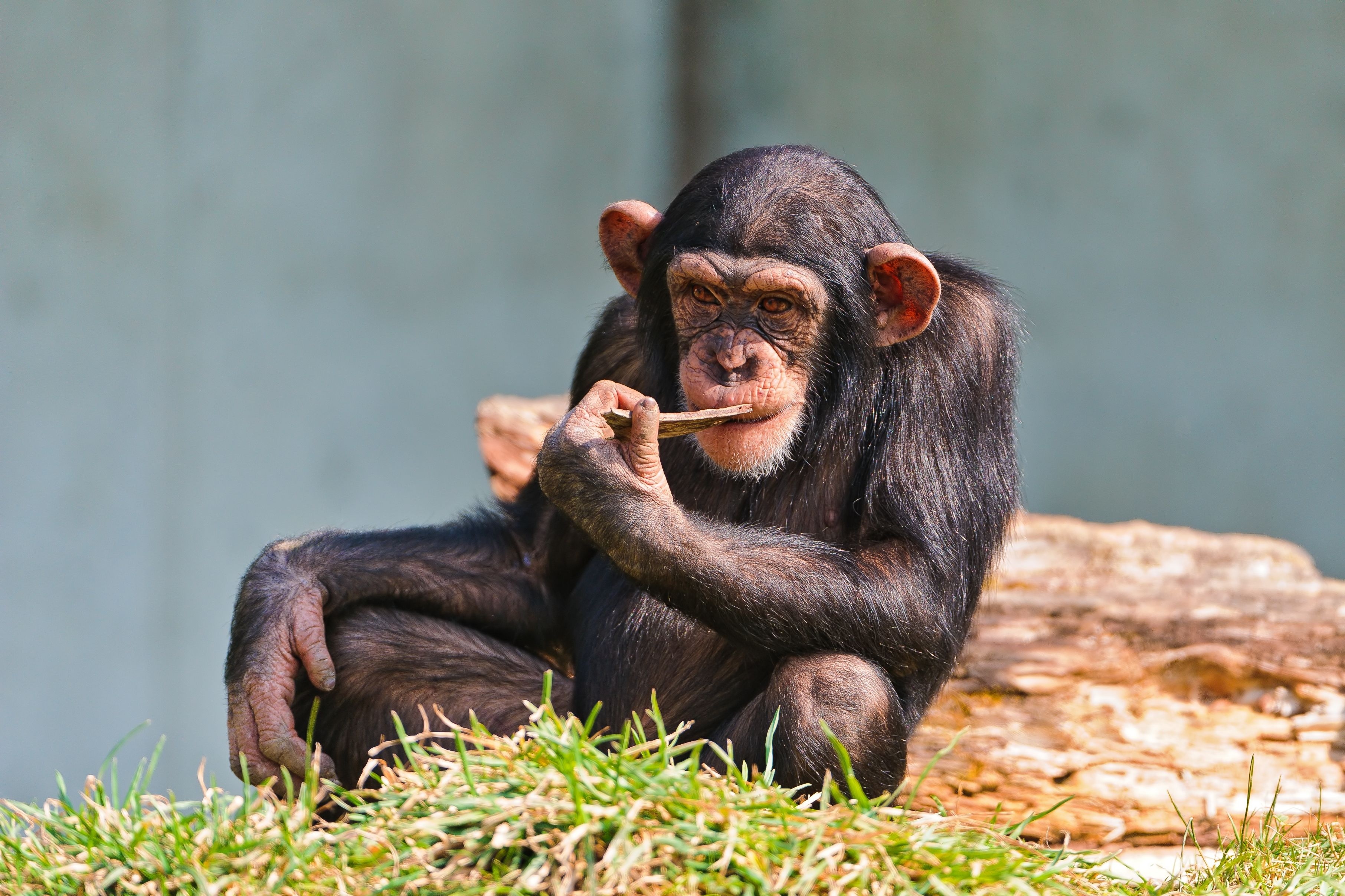 283024 baixar papel de parede macacos, animais, chimpanzé - protetores de tela e imagens gratuitamente