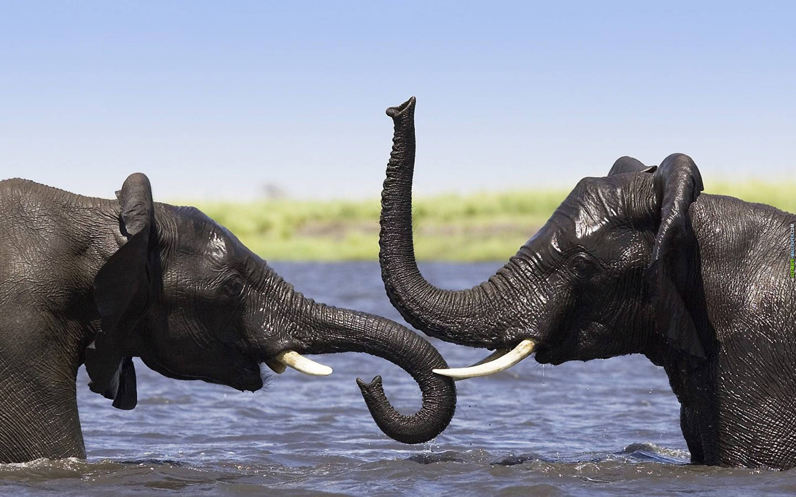 173927 скачать обои слоны, животные, азиатский слон - заставки и картинки бесплатно