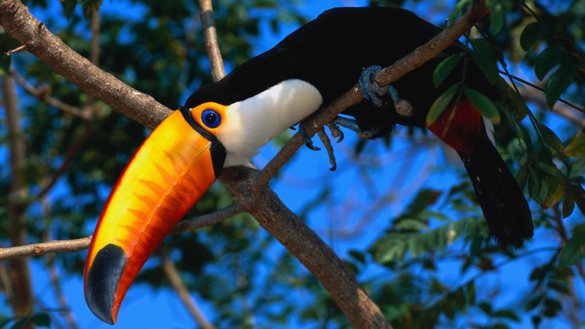 Download mobile wallpaper Animal, Toucan for free.