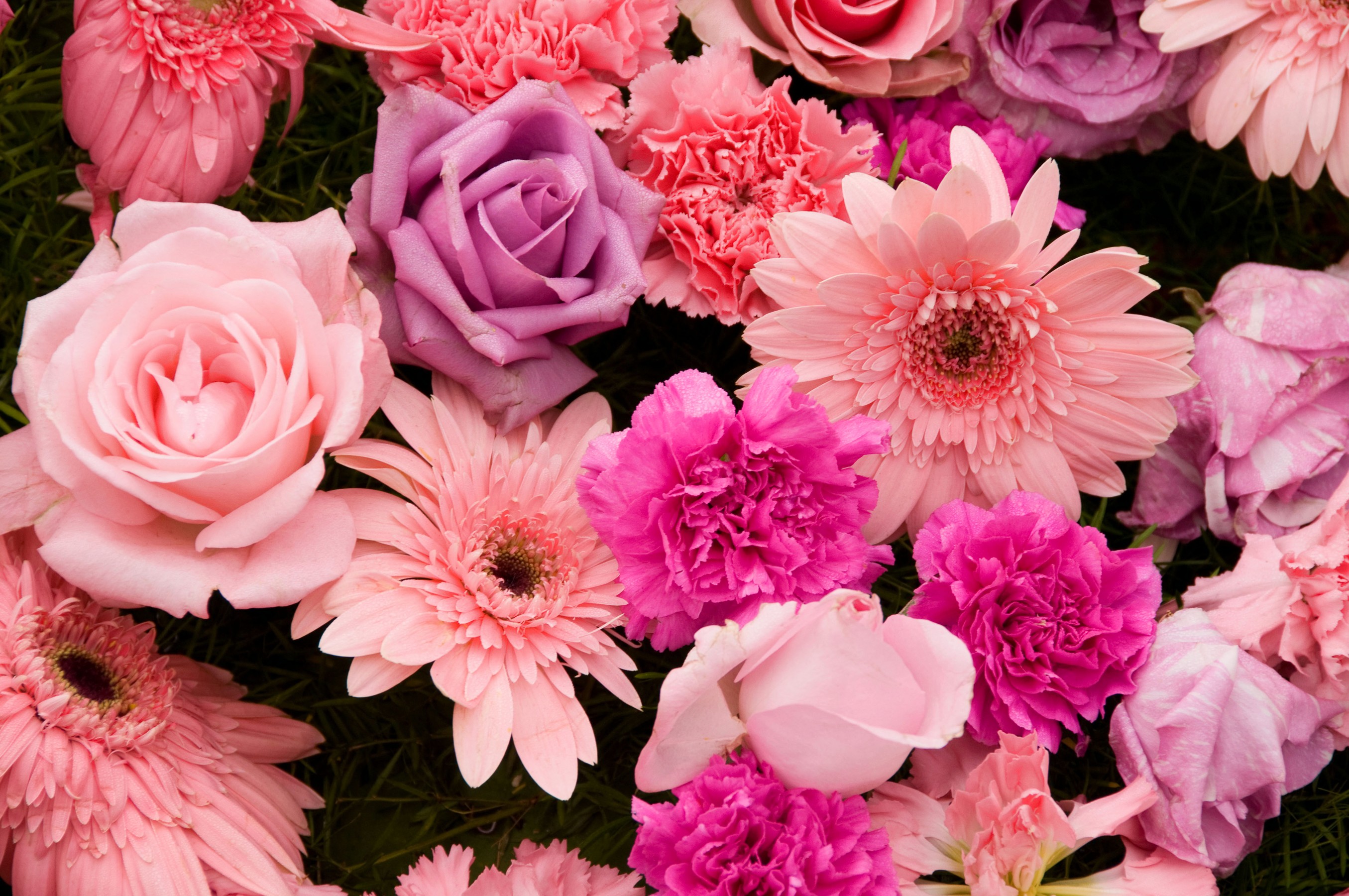 Завантажити шпалери безкоштовно Квітка, Роза, Земля, Гербера, Фіолетова Квітка, Рожева Квітка, Флауерзи картинка на робочий стіл ПК
