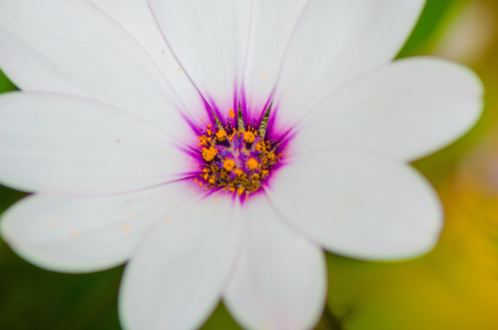 Laden Sie das Blumen, Nahansicht, Gänseblümchen, Weiße Blume, Erde/natur-Bild kostenlos auf Ihren PC-Desktop herunter