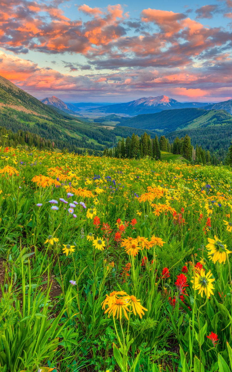 Download mobile wallpaper Landscape, Nature, Sunset, Grass, Mountain, Flower, Earth for free.