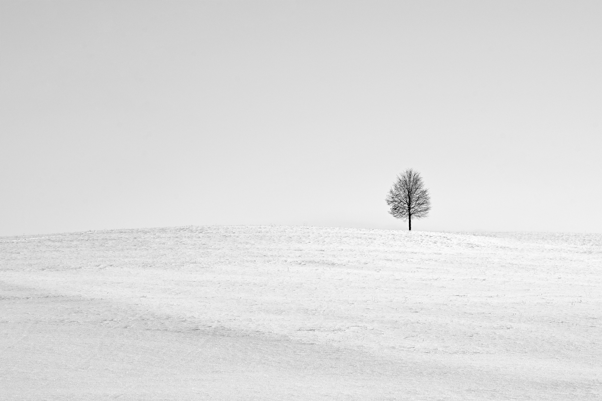 Скачать картинку Зима, Природа, Снег, Земля/природа, Одинокое Дерево в телефон бесплатно.
