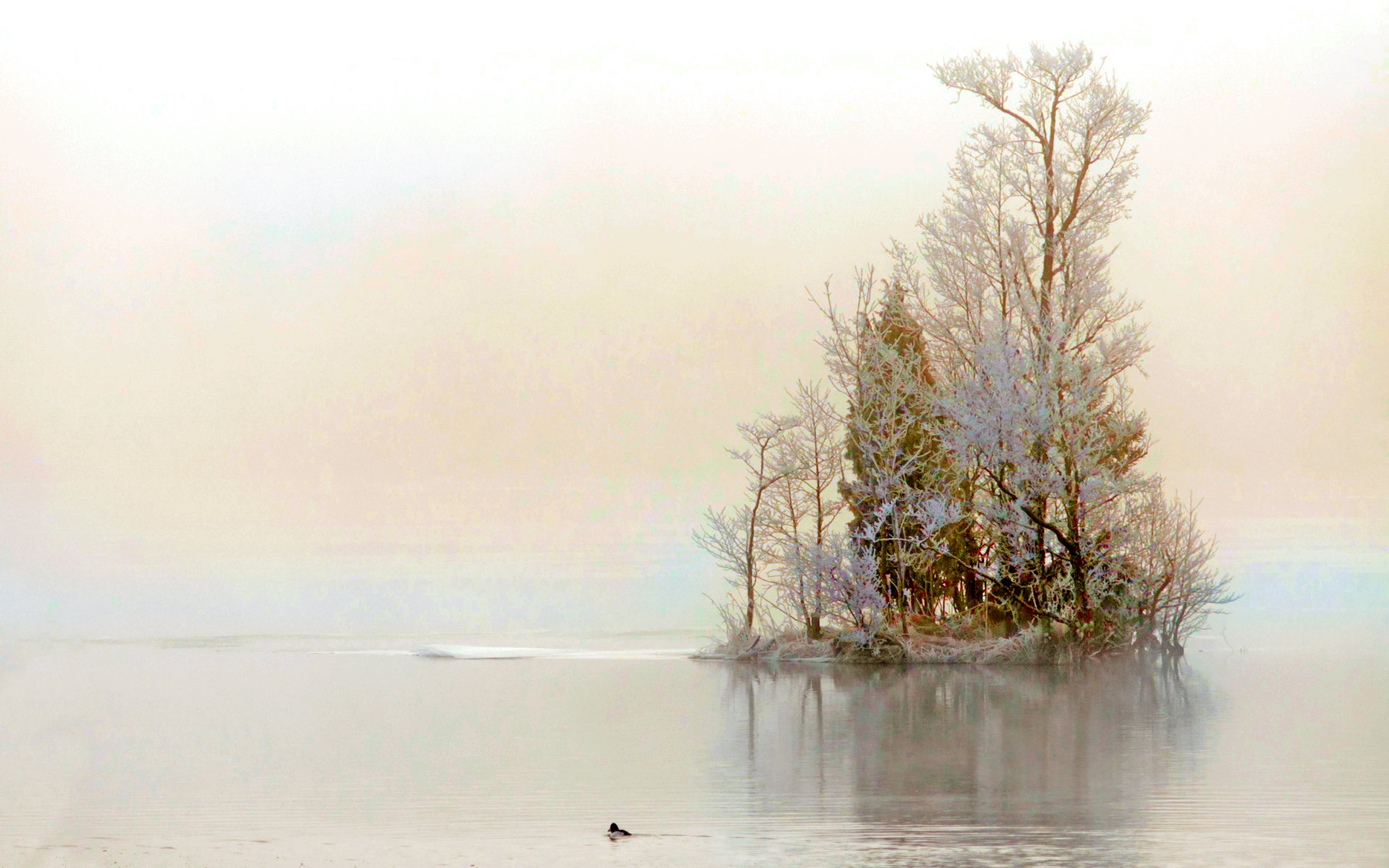 PCデスクトップに冬, アヒル, 湖, 地球, 小島画像を無料でダウンロード