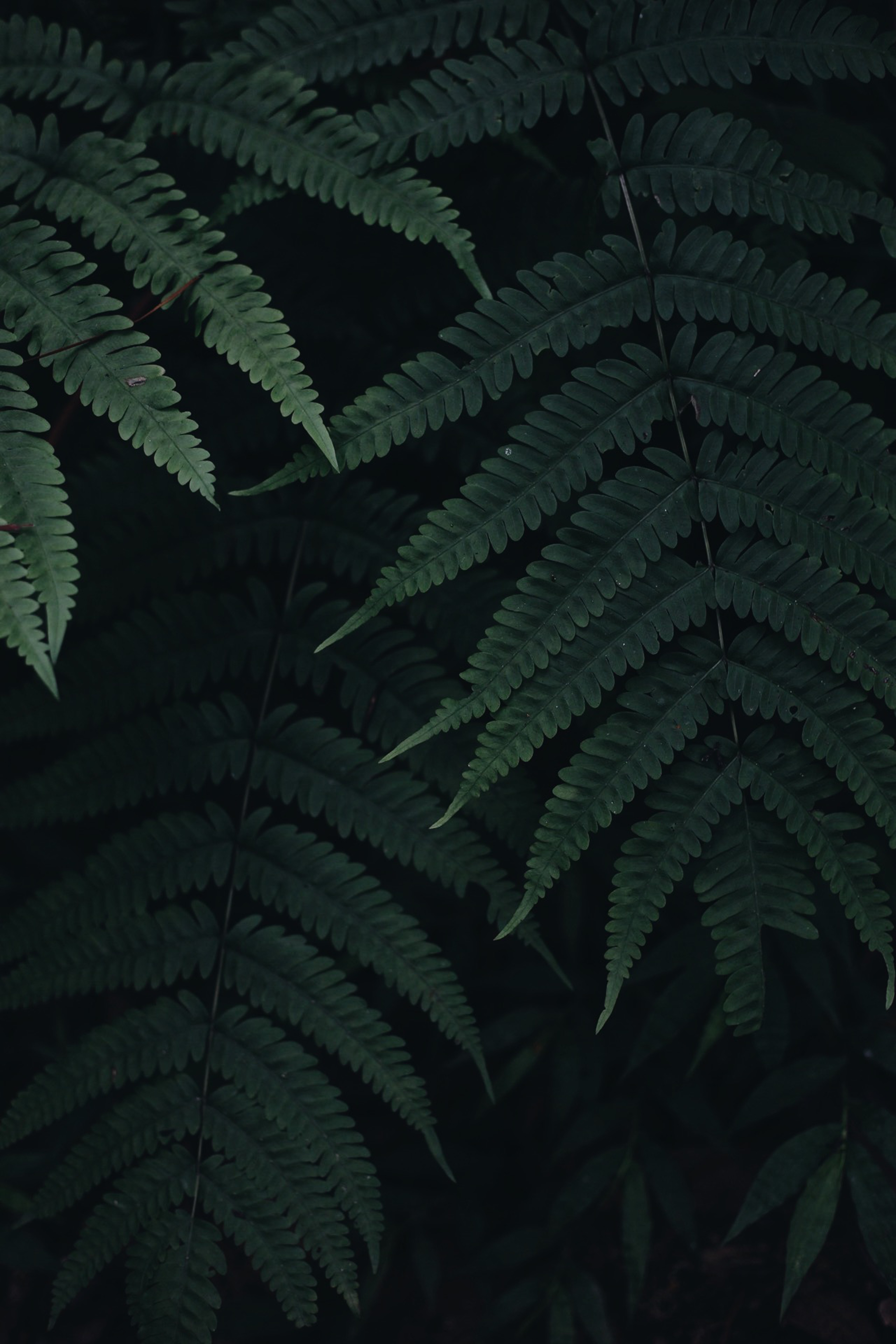 fern, green, dark, leaves, plant, macro cellphone