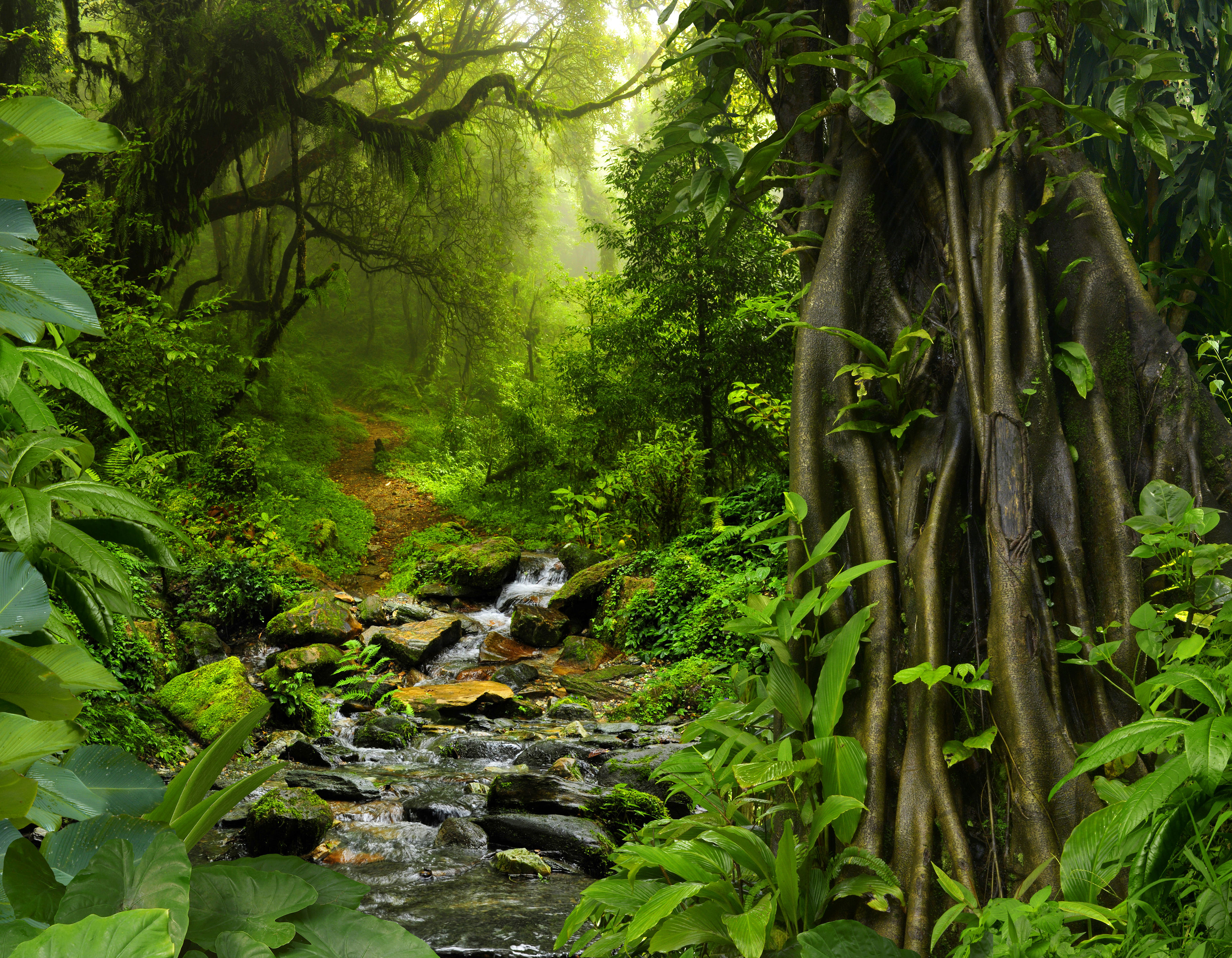 Free download wallpaper Nature, Earth, Path, Stone, Stream, Jungle, Greenery on your PC desktop