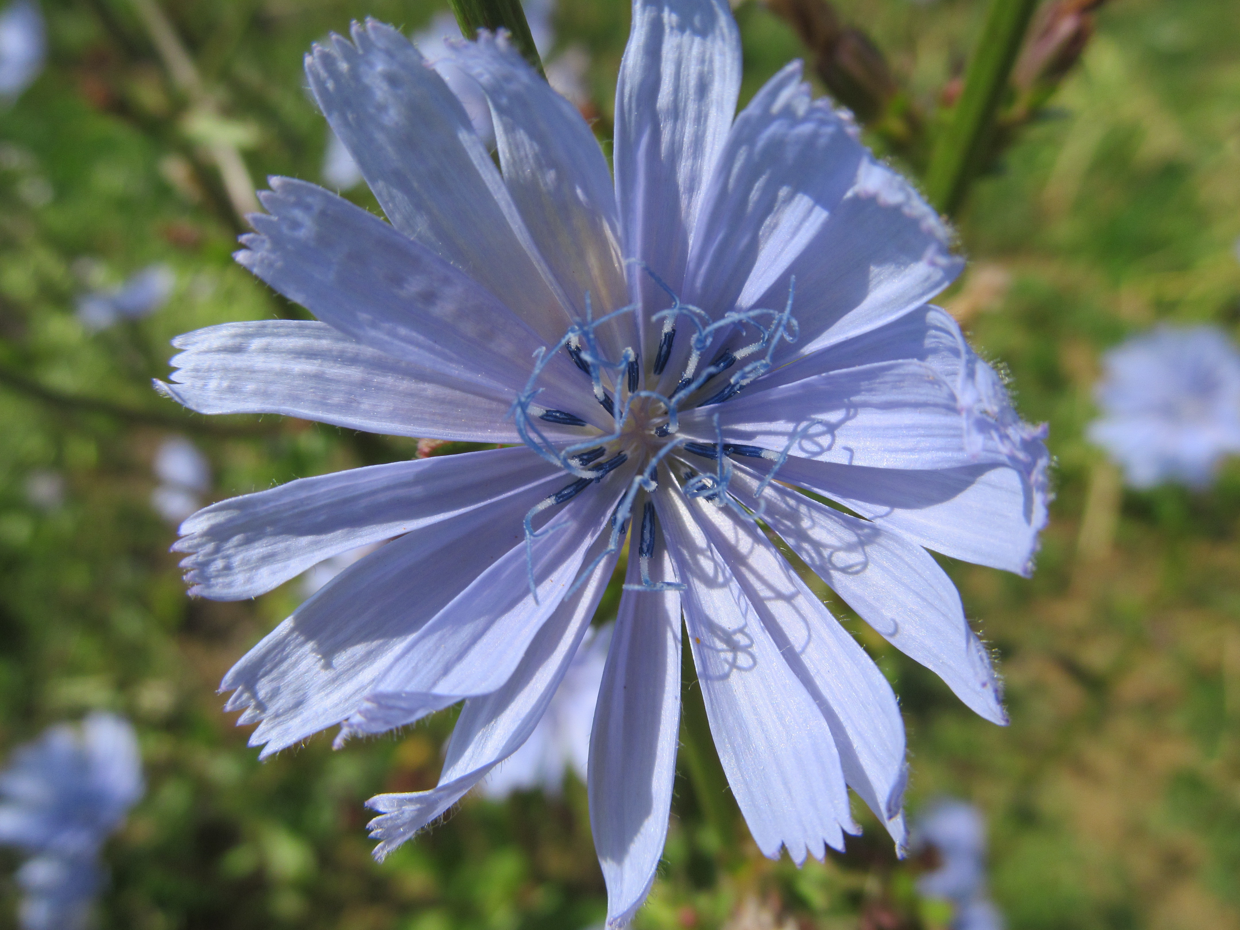 Descarga gratuita de fondo de pantalla para móvil de Flores, Flor, Tierra/naturaleza.