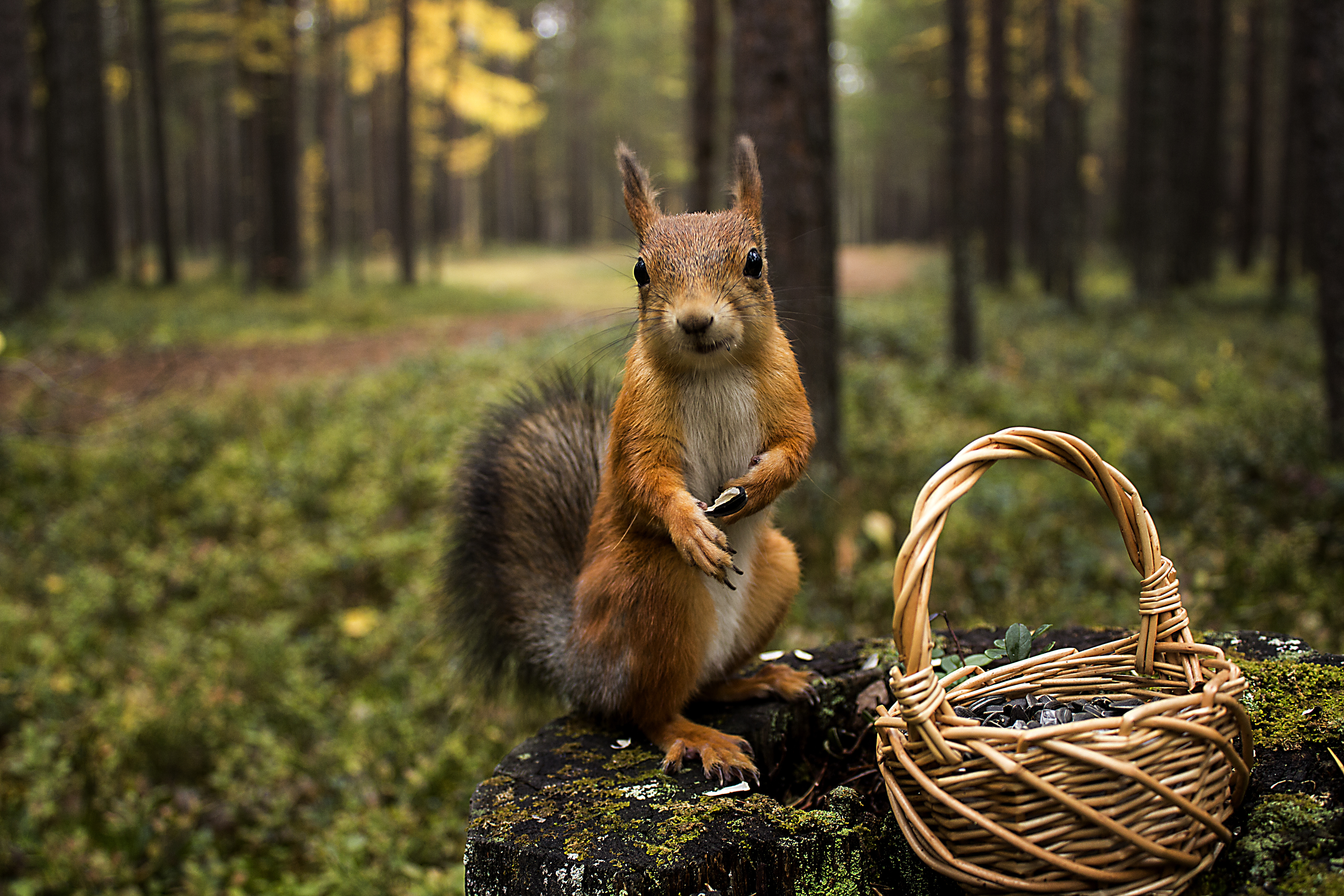 squirrel, animals, summer, grass, greens, basket