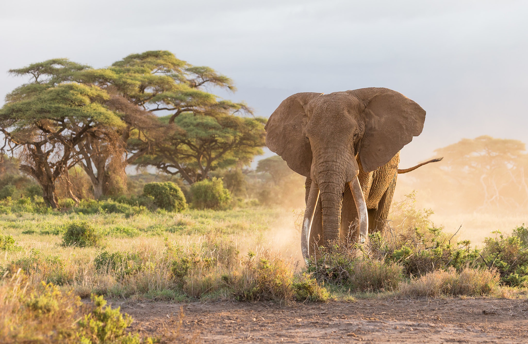 Download mobile wallpaper Elephants, Animal, Savannah, African Bush Elephant for free.