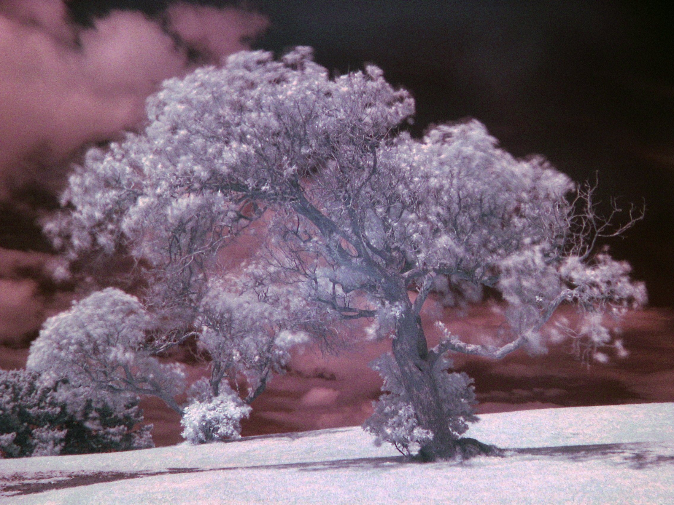 photography, infrared
