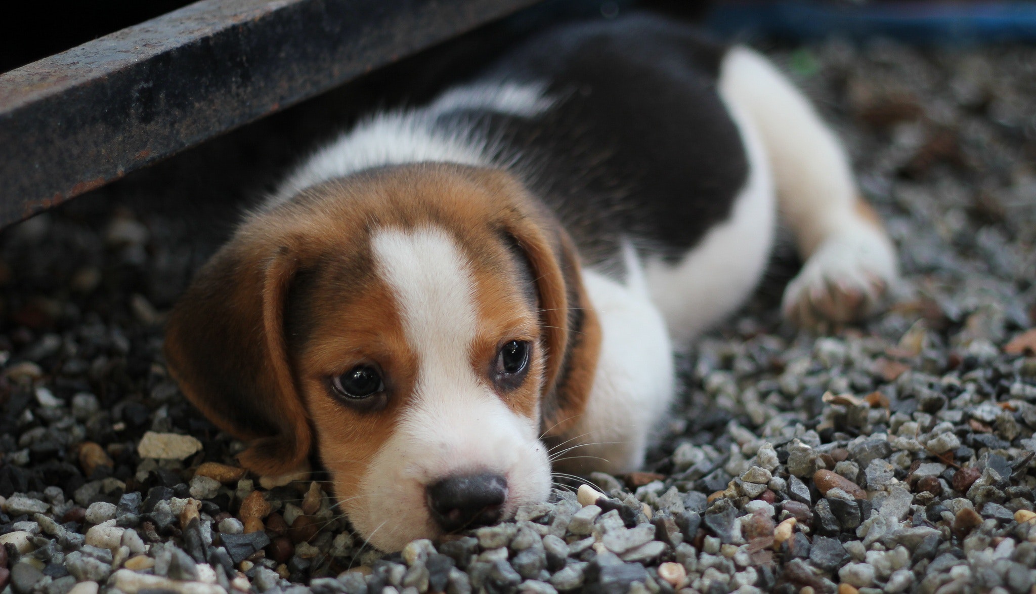Free download wallpaper Dogs, Dog, Animal, Puppy, Beagle, Baby Animal on your PC desktop