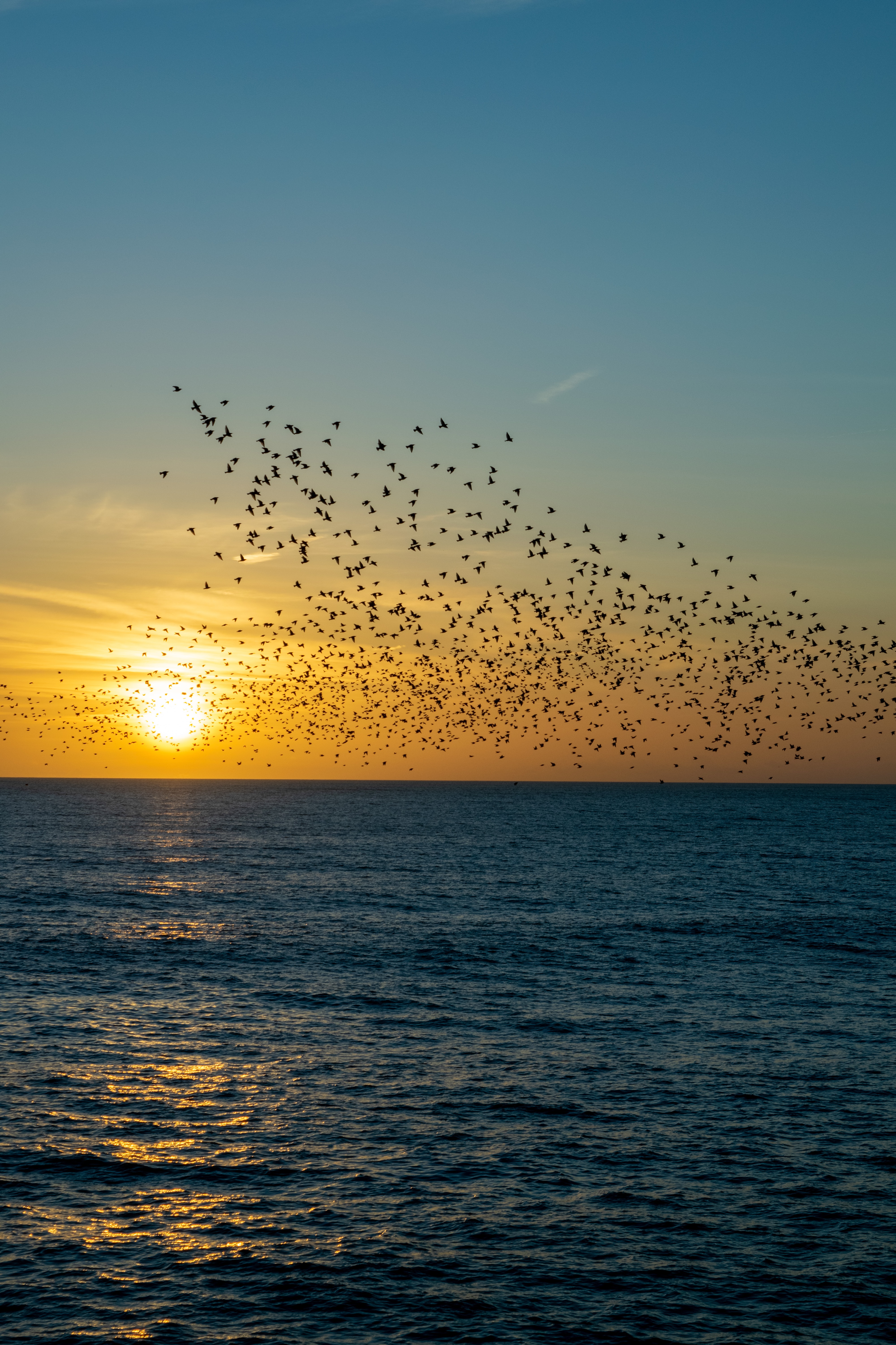 Laden Sie das Sunset, Herde, Natur, Vögel, Sea-Bild kostenlos auf Ihren PC-Desktop herunter