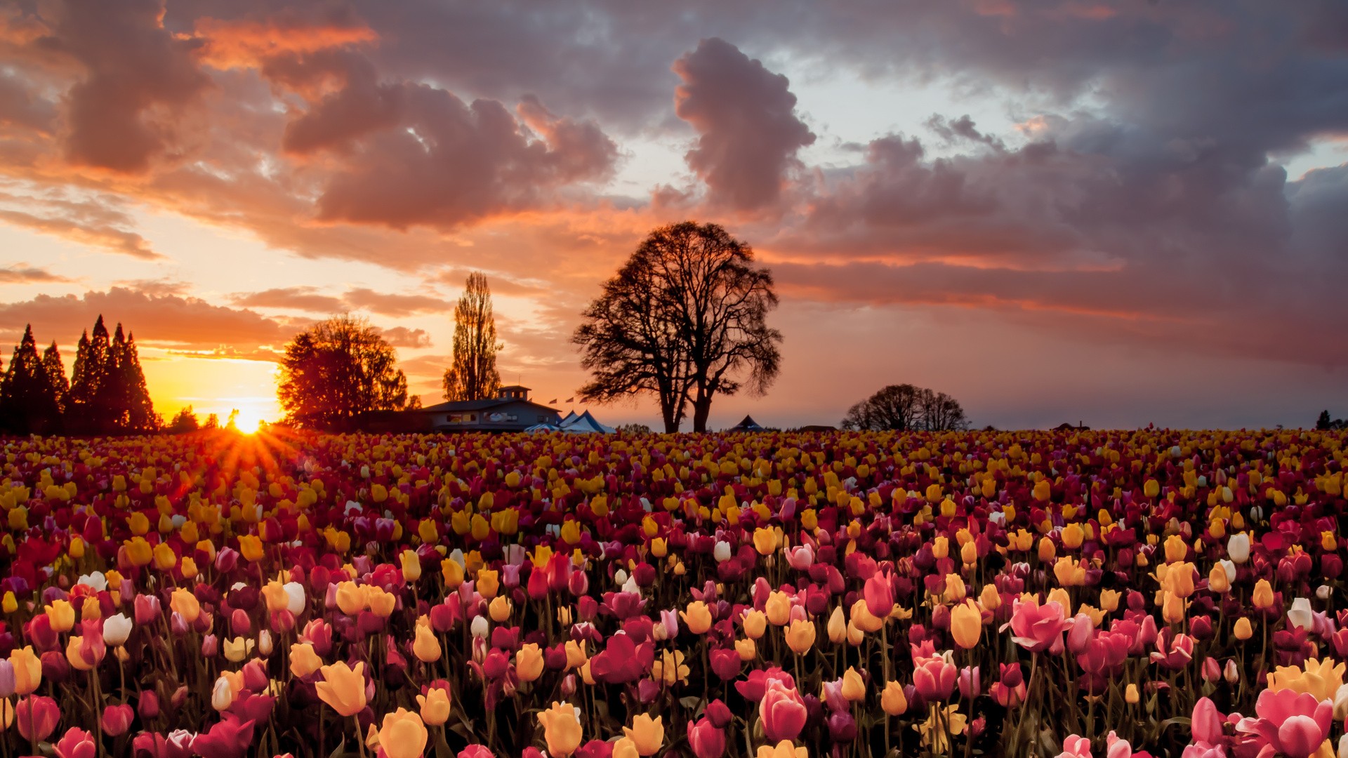 Free download wallpaper Flowers, Sunset, Flower, Silhouette, Tree, Earth, Field, Tulip, Yellow Flower, Pink Flower on your PC desktop