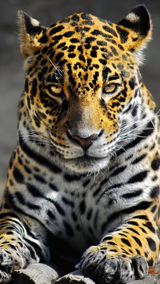 Descarga gratuita de fondo de pantalla para móvil de Animales, Gatos, Leopardo.