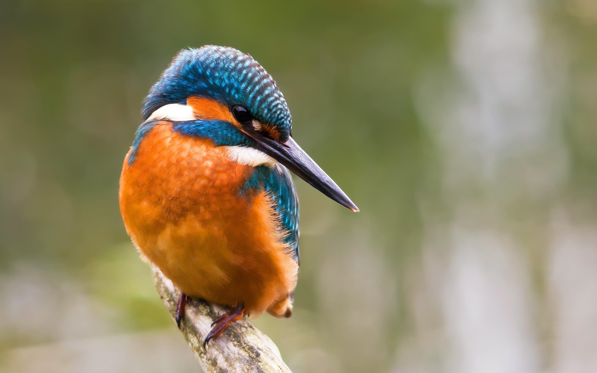 Free download wallpaper Animal, Kingfisher on your PC desktop