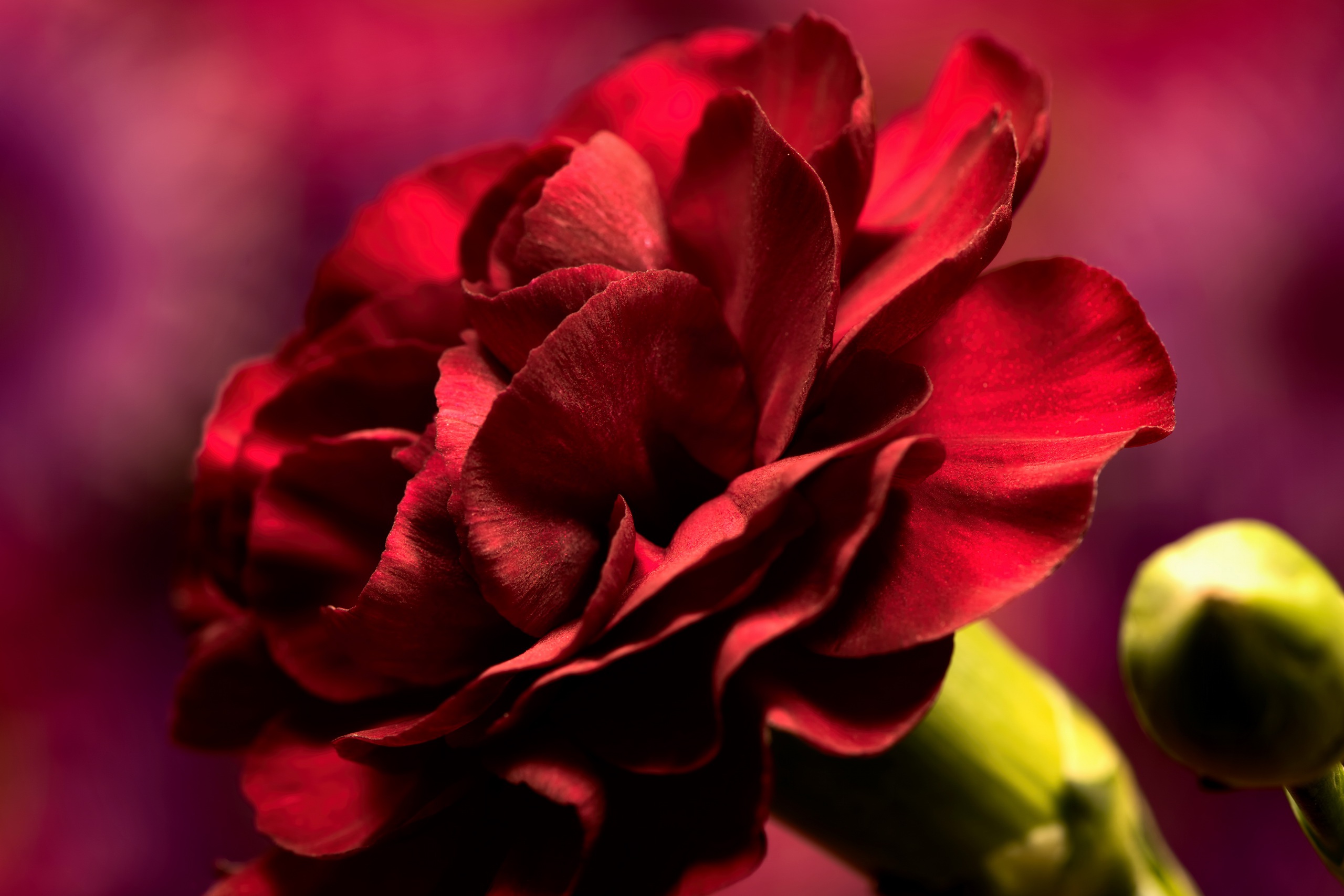 Free download wallpaper Flowers, Flower, Macro, Earth, Red Flower on your PC desktop