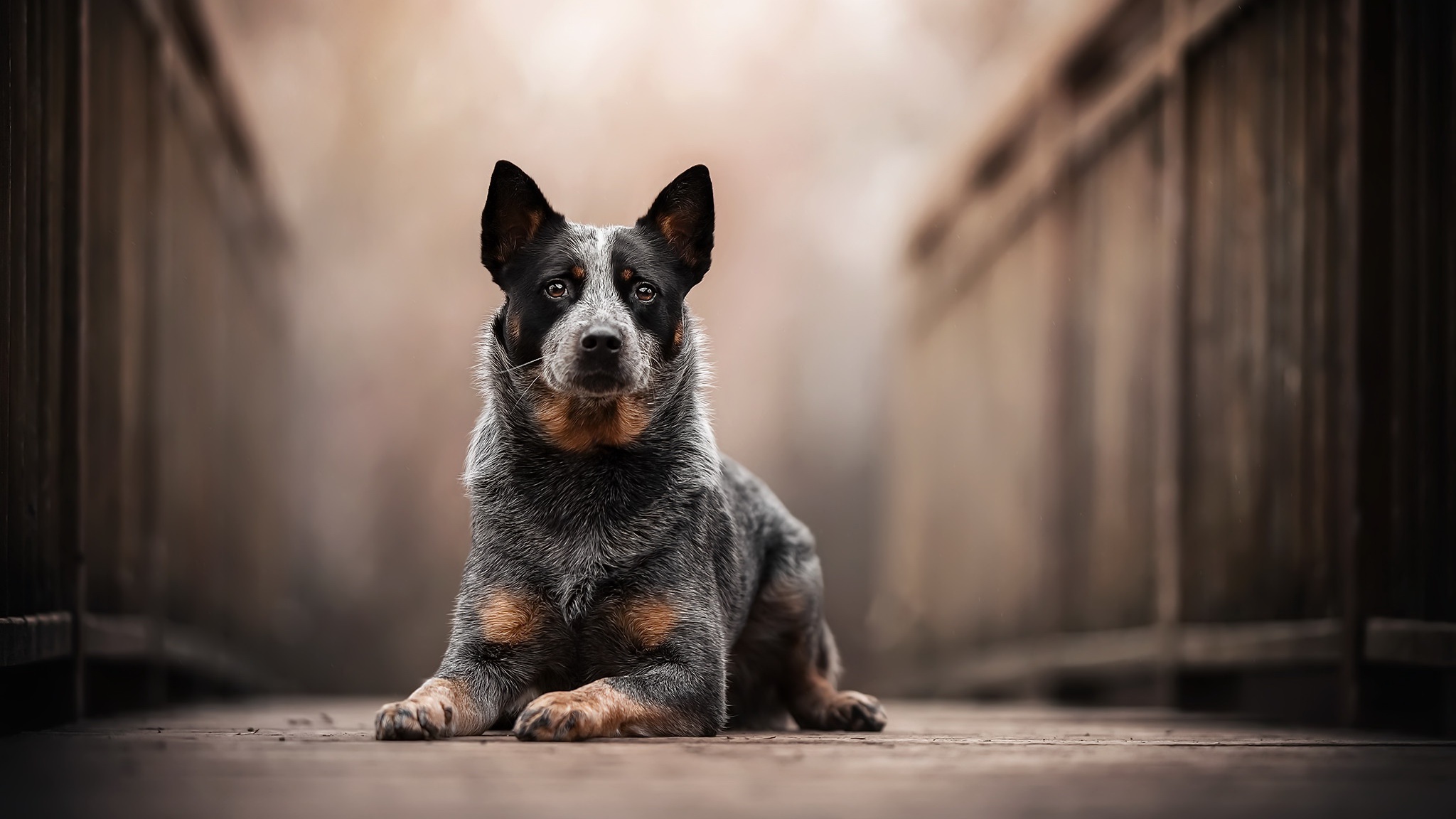 Free download wallpaper Dogs, Animal, Australian Cattle Dog on your PC desktop