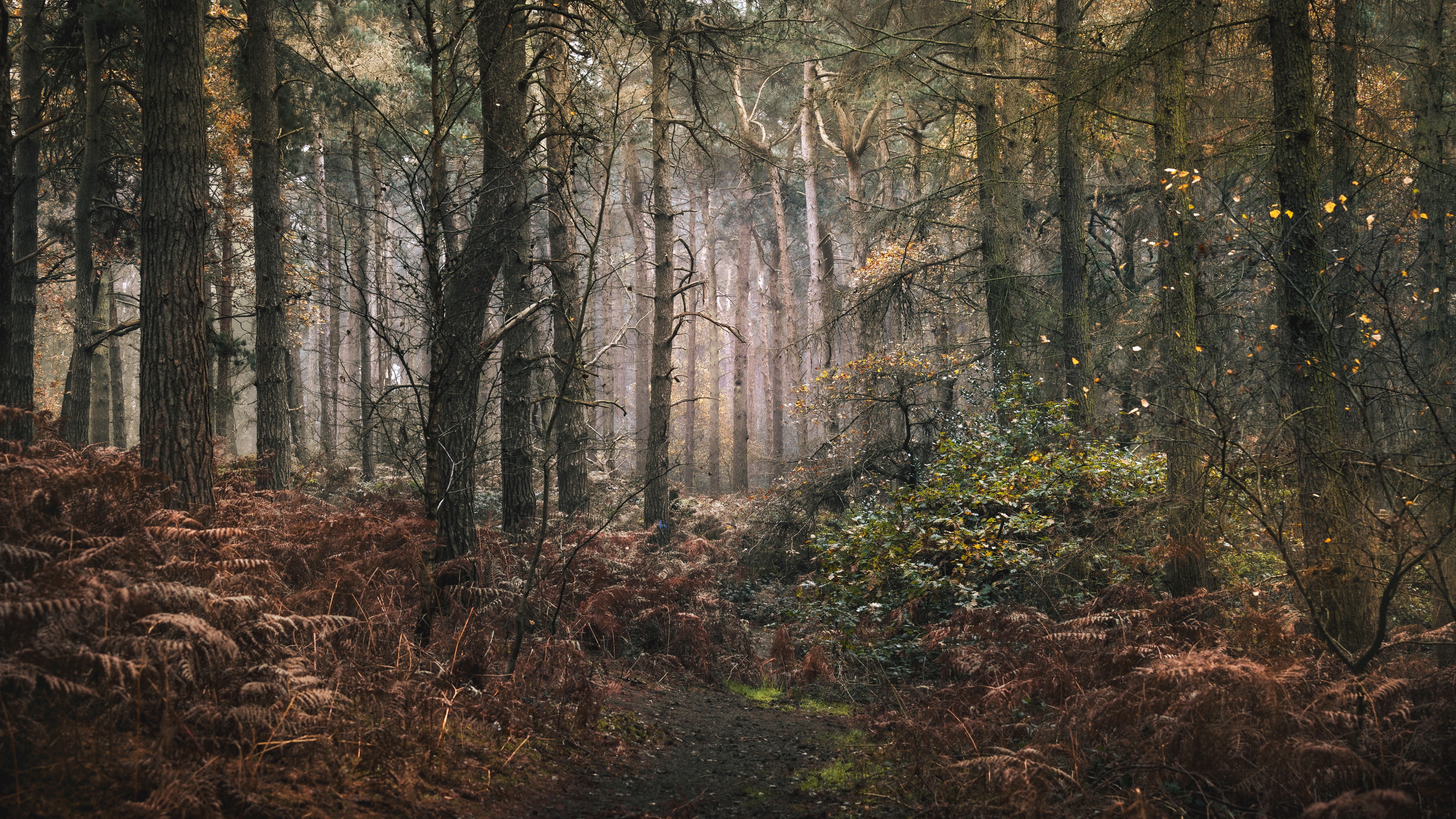 Laden Sie das Natur, Herbst, Wald, Erde/natur-Bild kostenlos auf Ihren PC-Desktop herunter