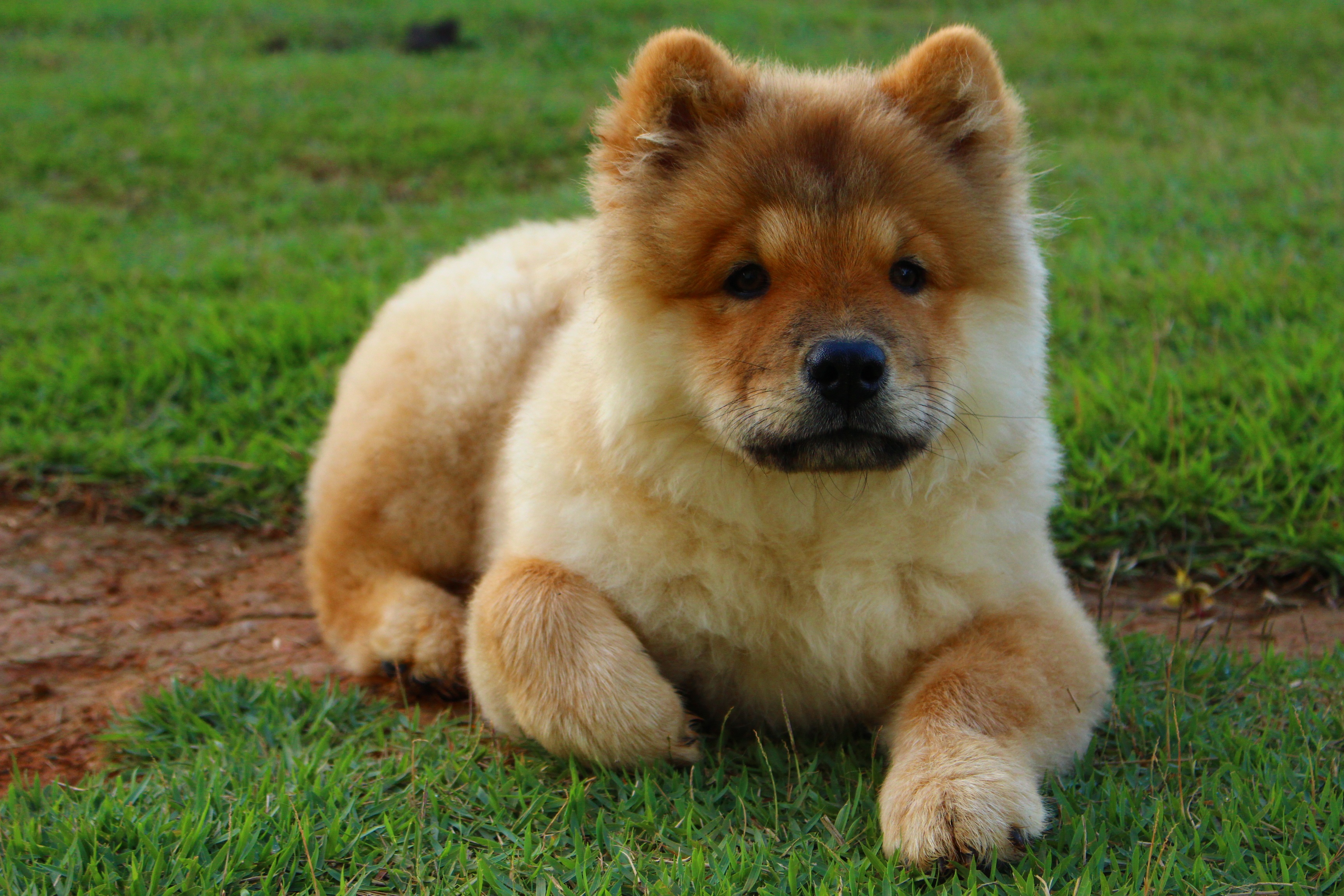 Download mobile wallpaper To Lie Down, Lie, Chow Chow, Animals, Dog, Puppy for free.