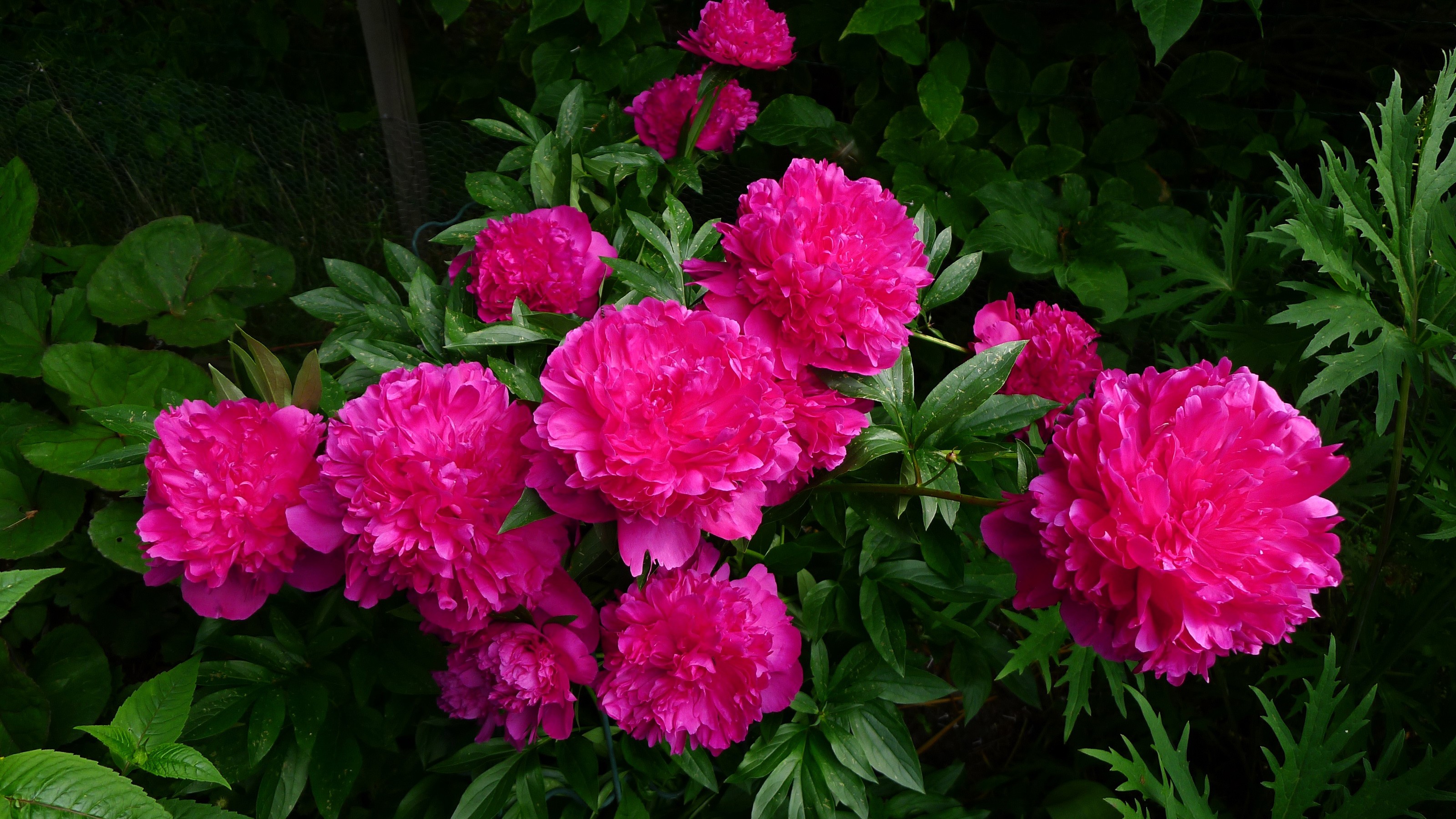 無料モバイル壁紙フラワーズ, 葉, 花, 地球, ピンクの花をダウンロードします。