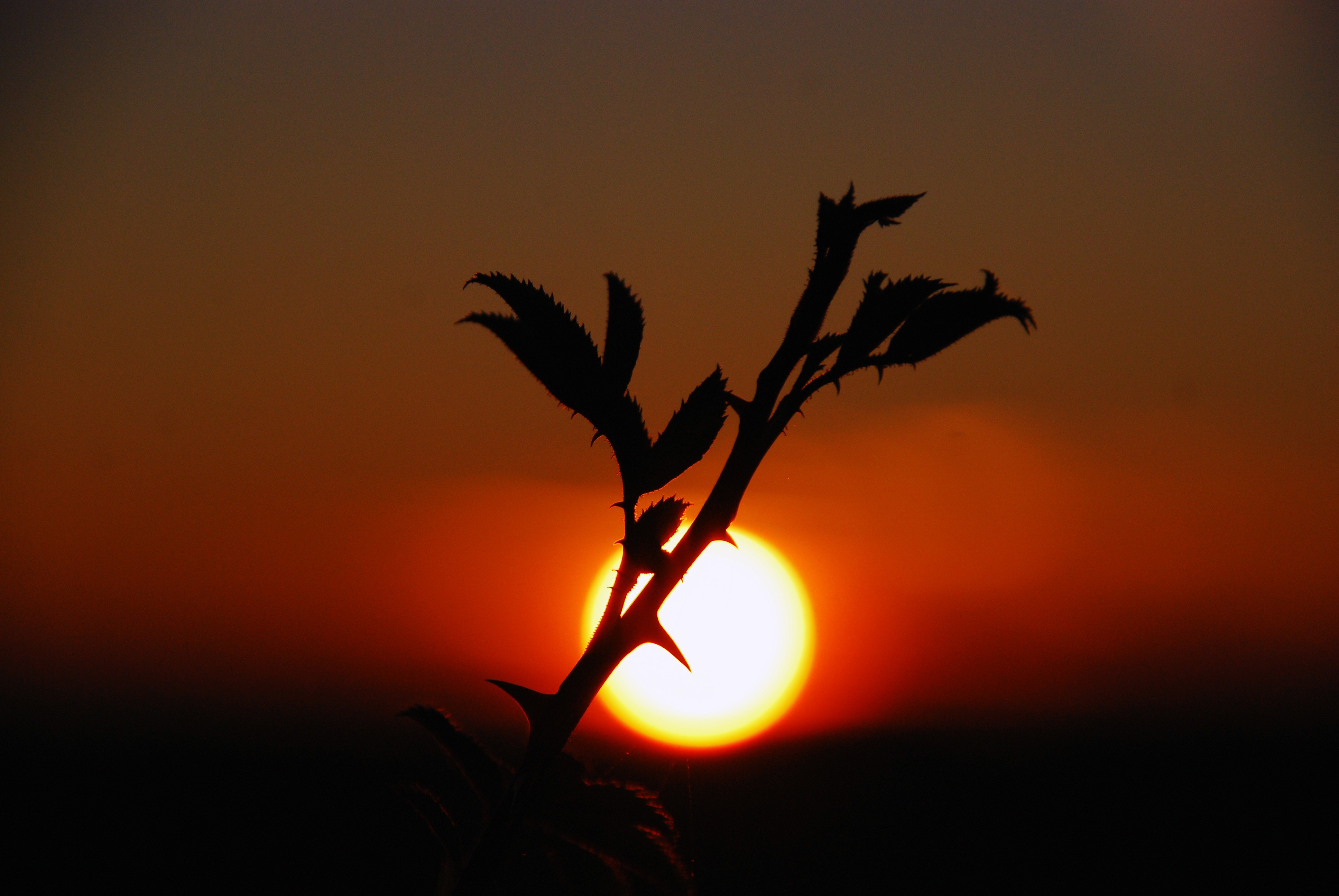 Free download wallpaper Sunset, Sky, Nature, Plant, Dark on your PC desktop